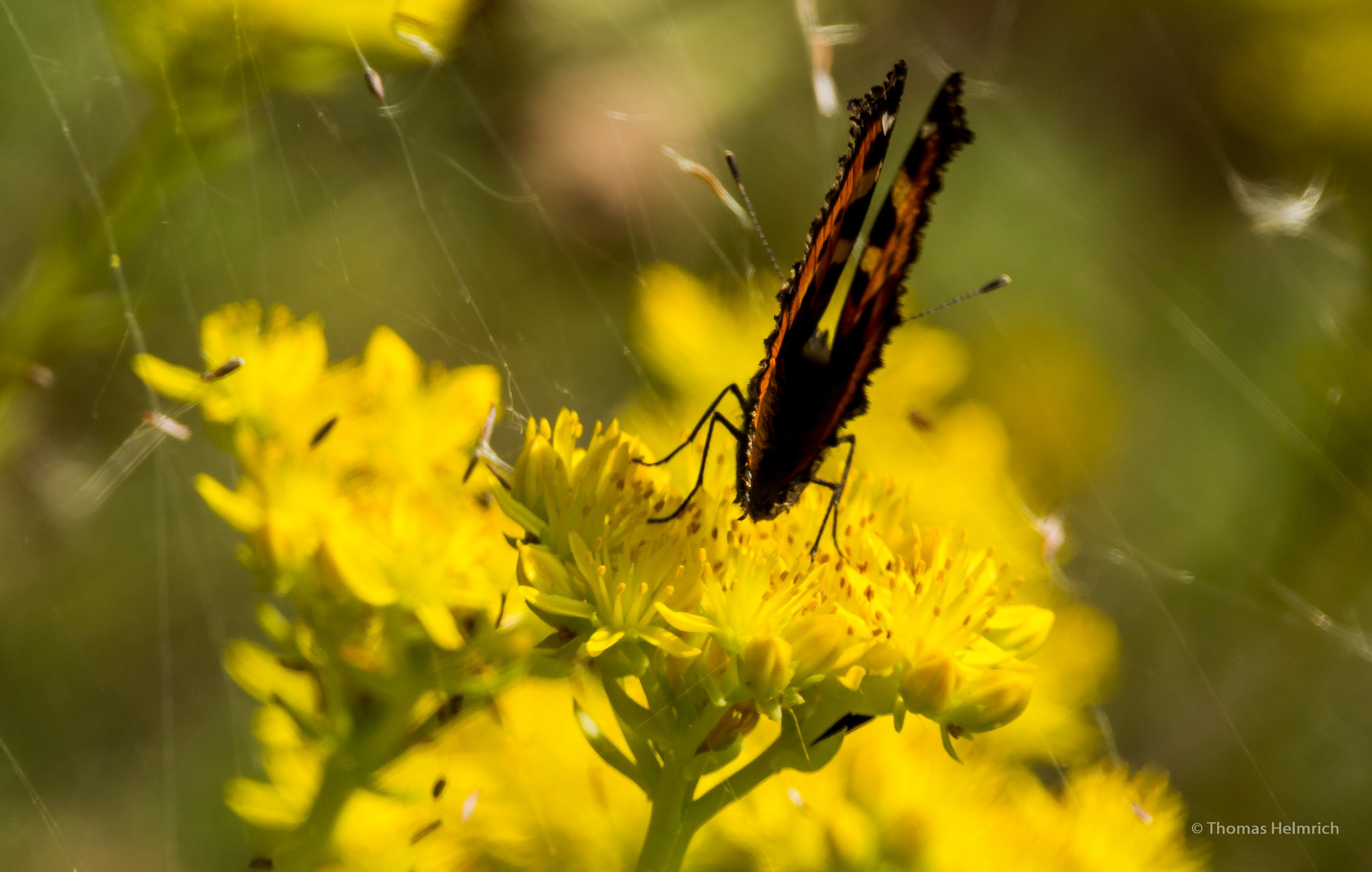 150-600mm F5-6.3 DG OS HSM | Contemporary 015 sample photo. Schmetterling photography