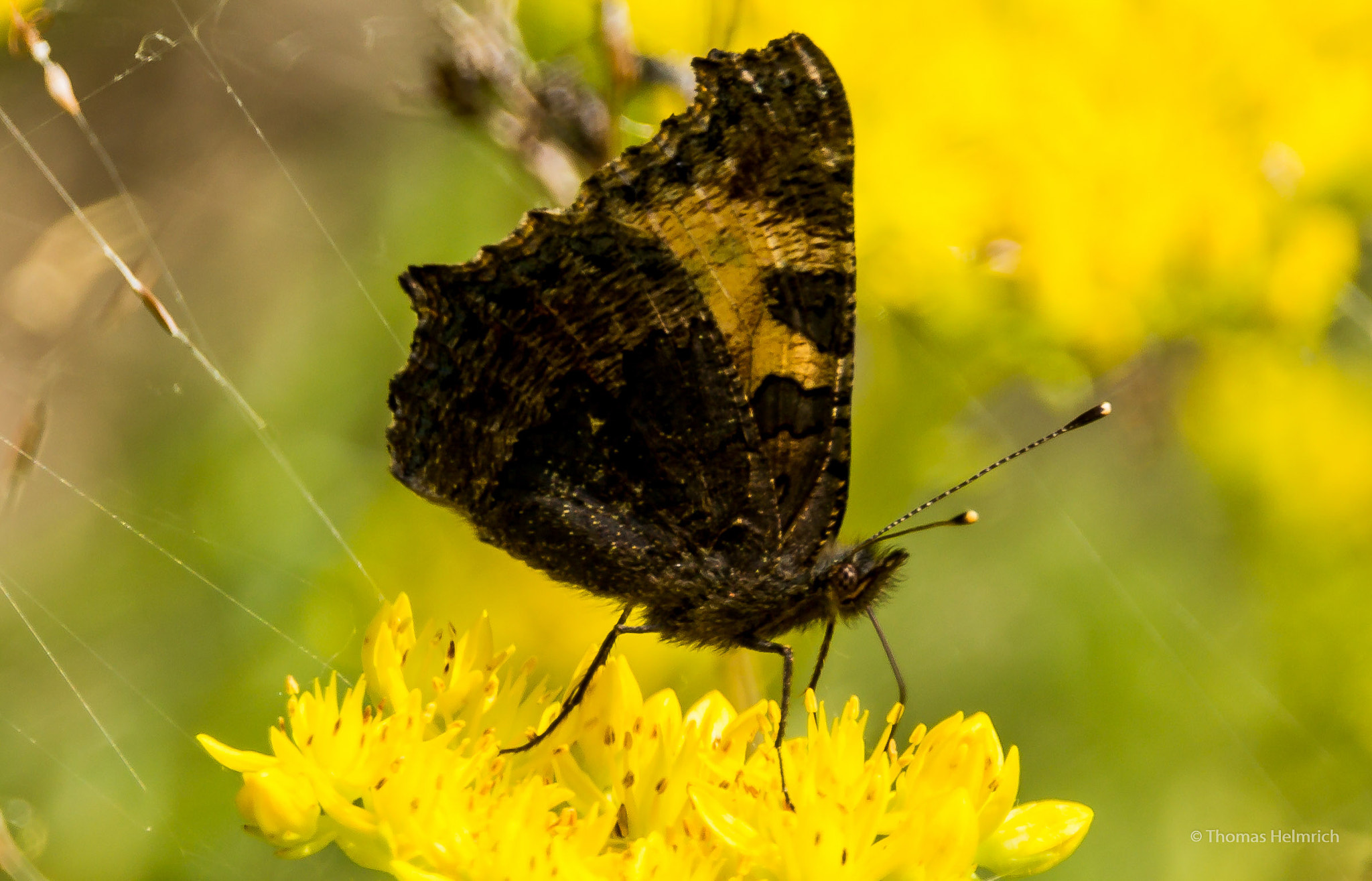 150-600mm F5-6.3 DG OS HSM | Contemporary 015 sample photo. Schmetterling photography