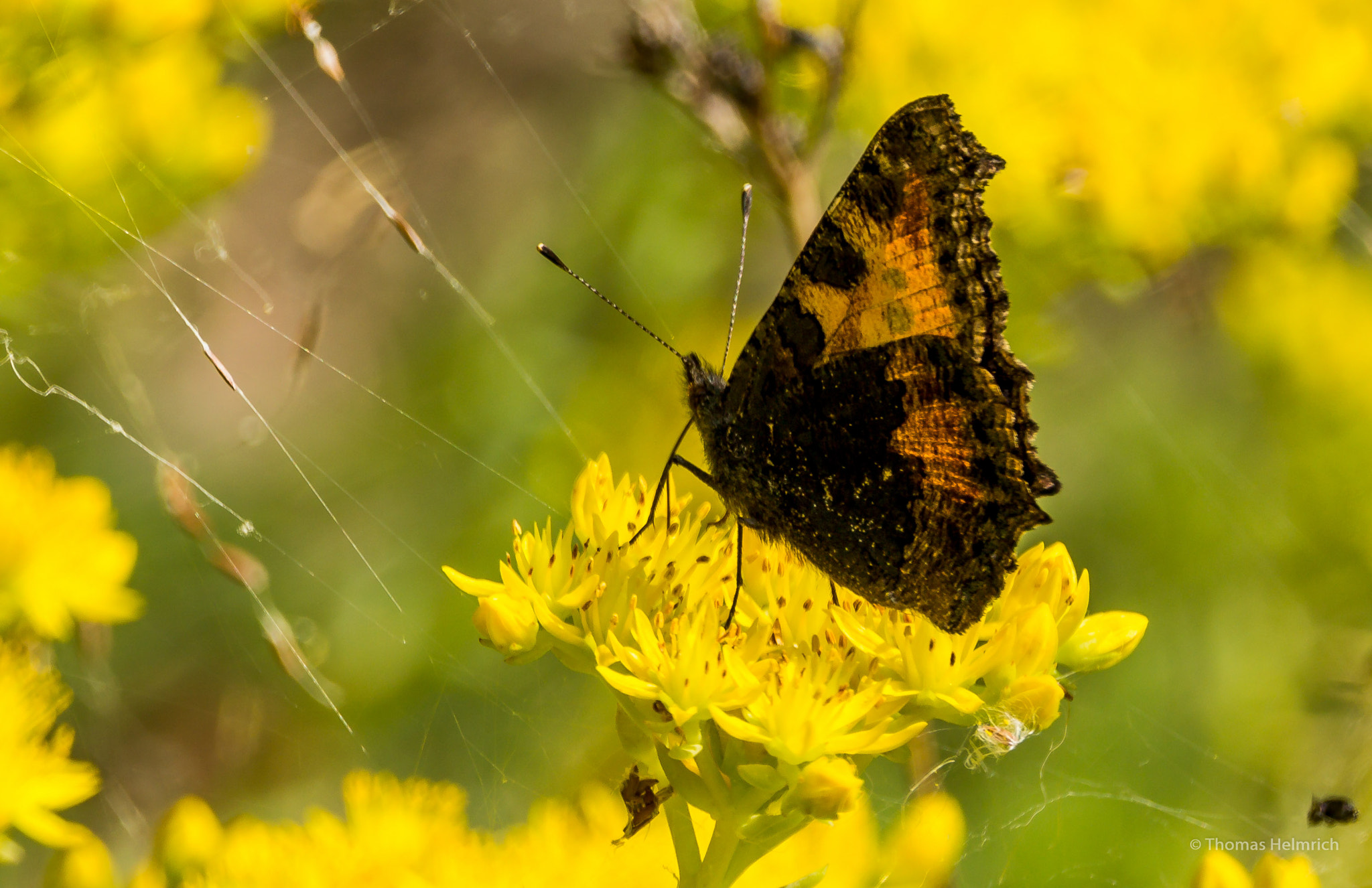 150-600mm F5-6.3 DG OS HSM | Contemporary 015 sample photo. Schmetterling photography