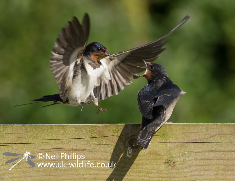 Pentax K-3 sample photo. Parent feeding juvenile swallow at bempton cliffs photography