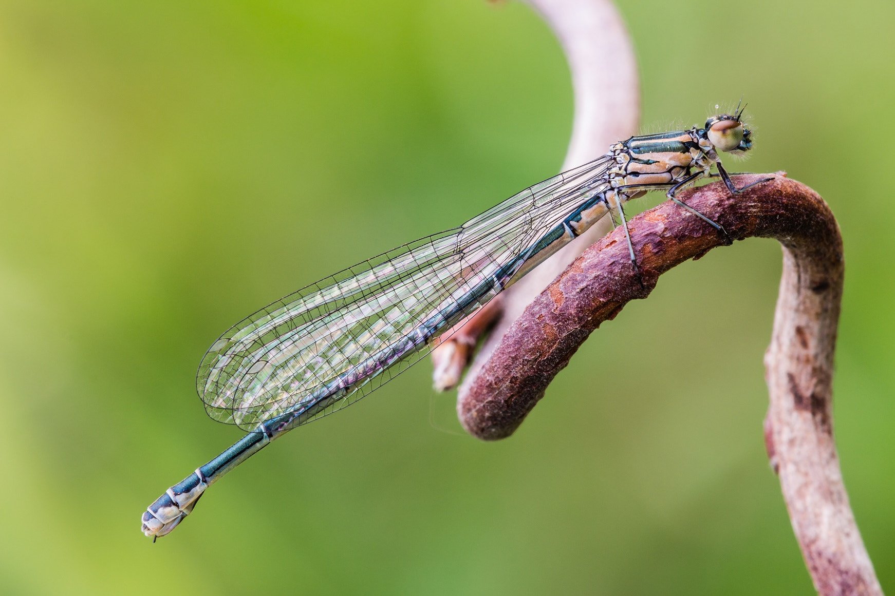 Tamron SP AF 180mm F3.5 Di LD (IF) Macro sample photo. Puella photography
