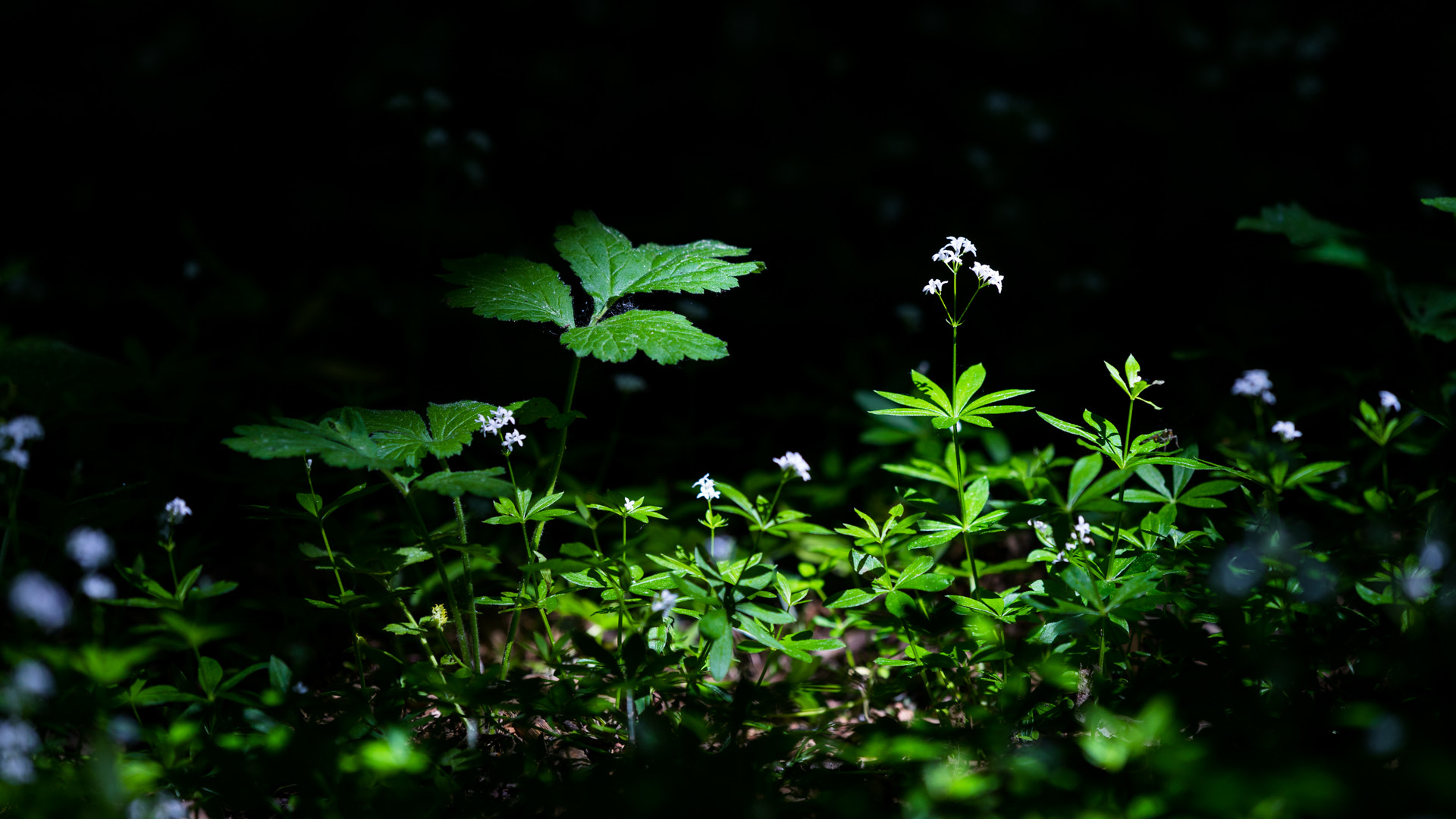 0mm F0 SAM sample photo. Flowers photography