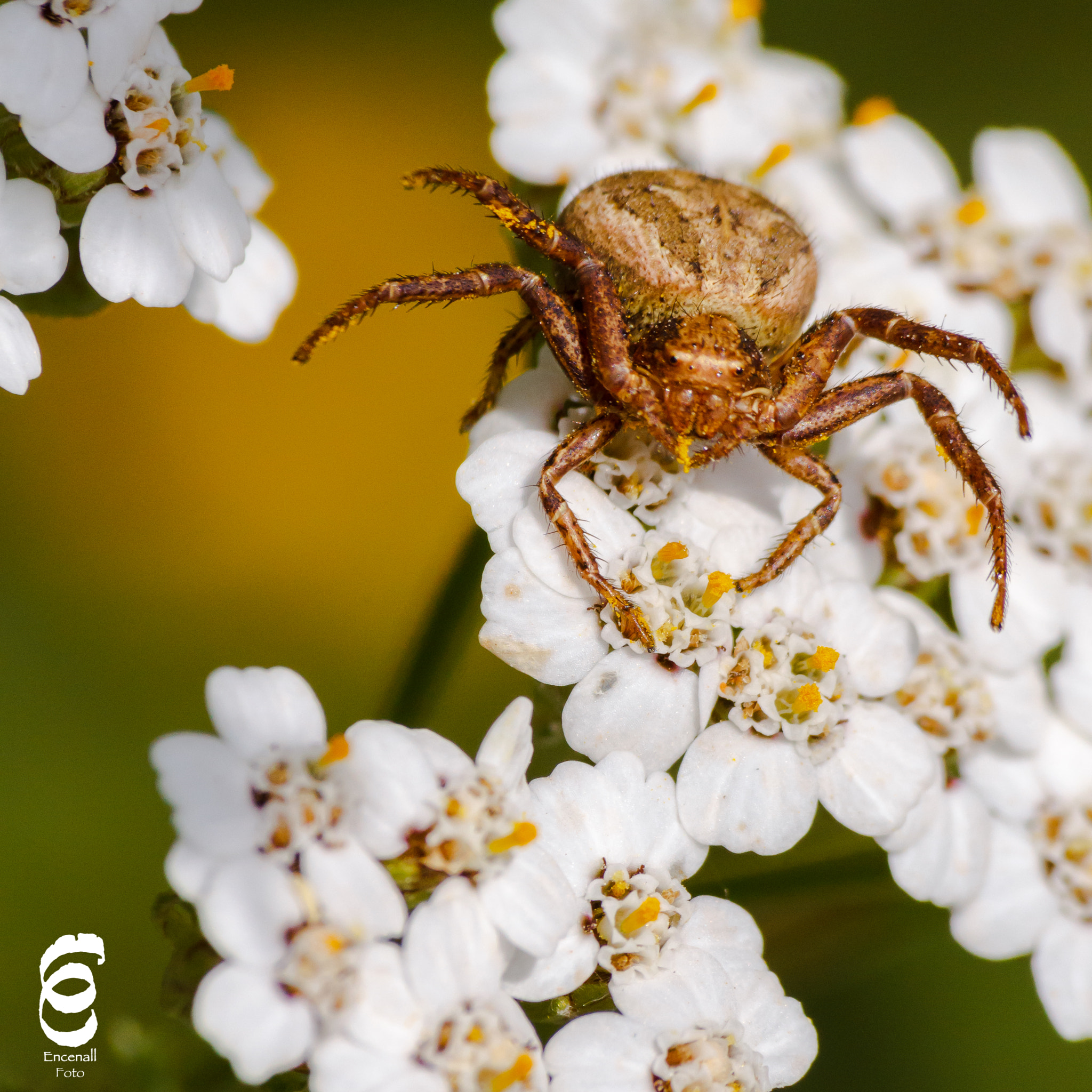 Sigma 70-300mm F4-5.6 APO DG Macro sample photo. Sortenys's spider photography