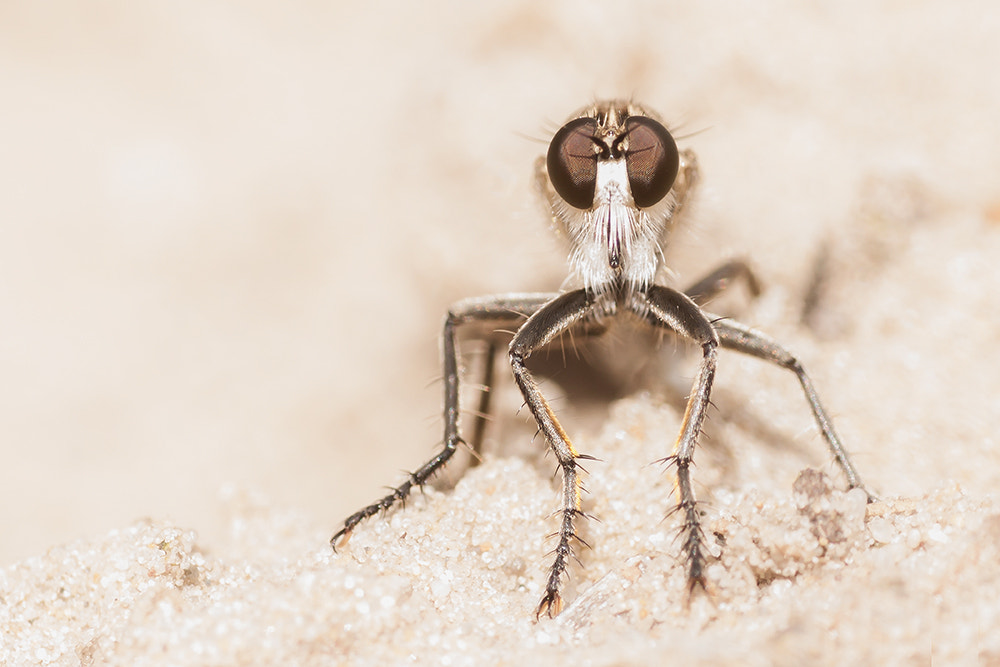 Sony Alpha DSLR-A700 + Tamron SP AF 90mm F2.8 Di Macro sample photo. Robberfly! photography