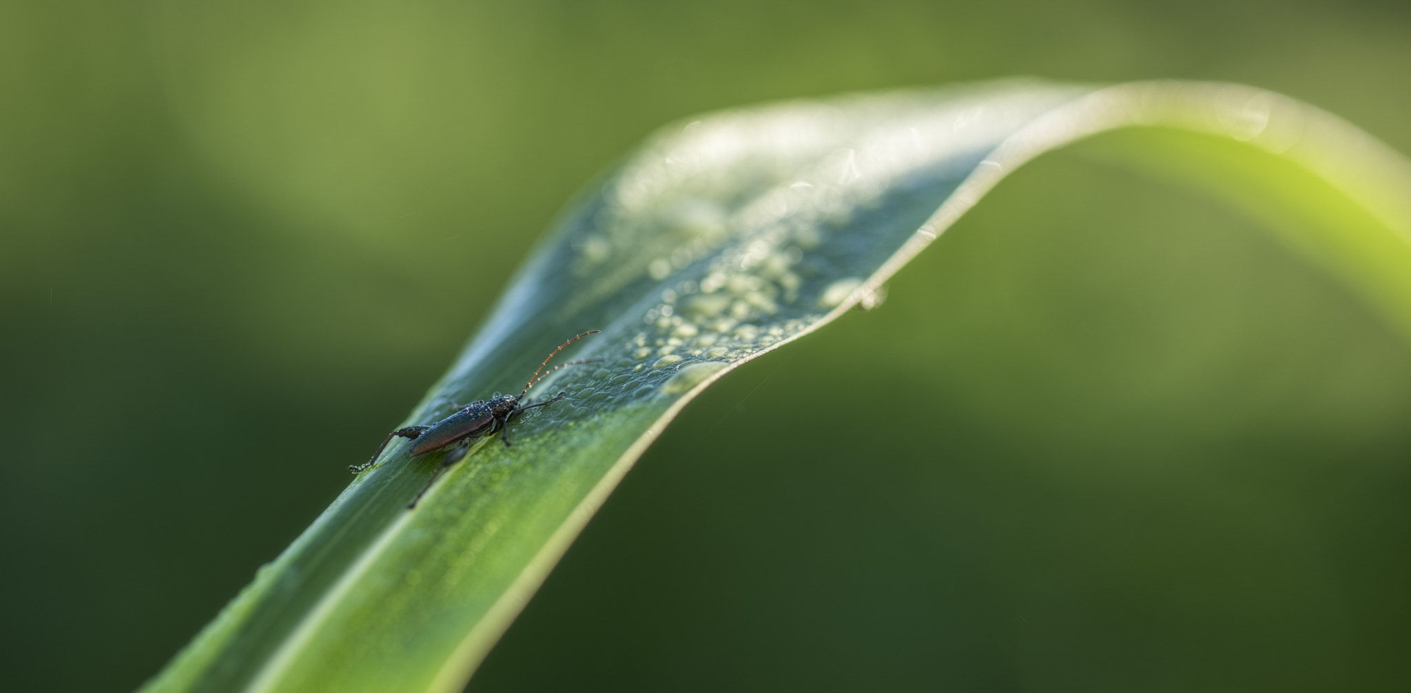 ZEISS Milvus 100mm F2 Macro sample photo. Lazy morning photography