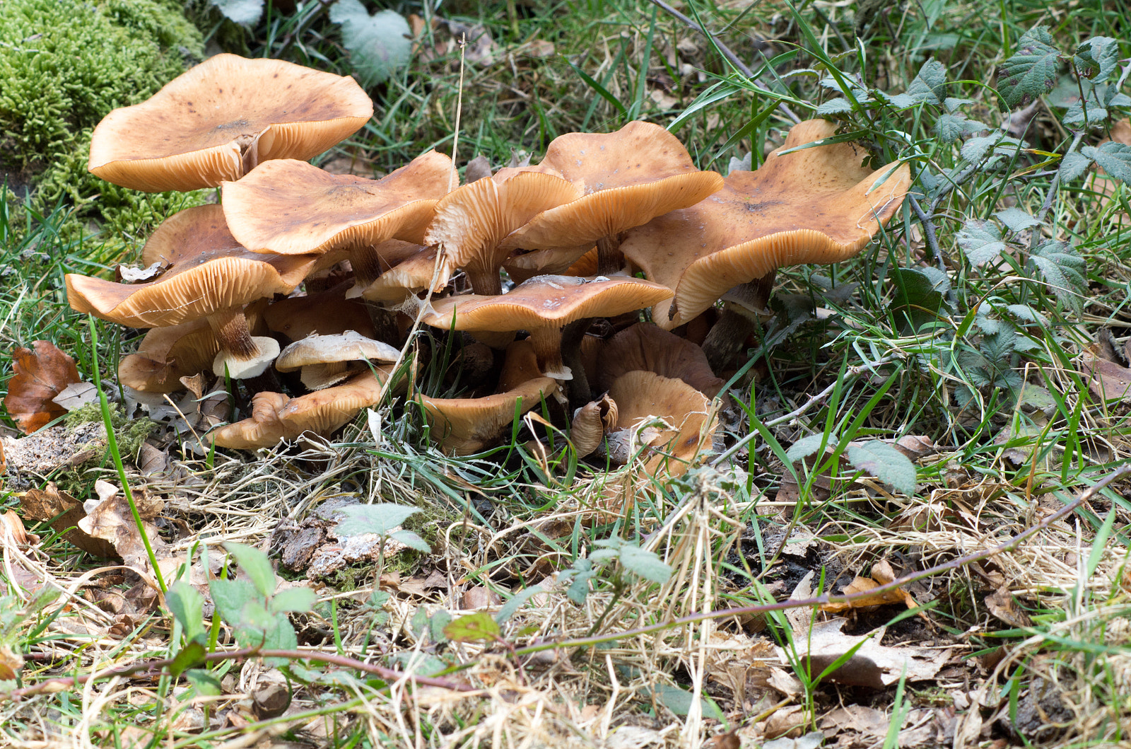 Tamron AF 70-300mm F4-5.6 Di LD Macro sample photo. New forest mushrooms photography