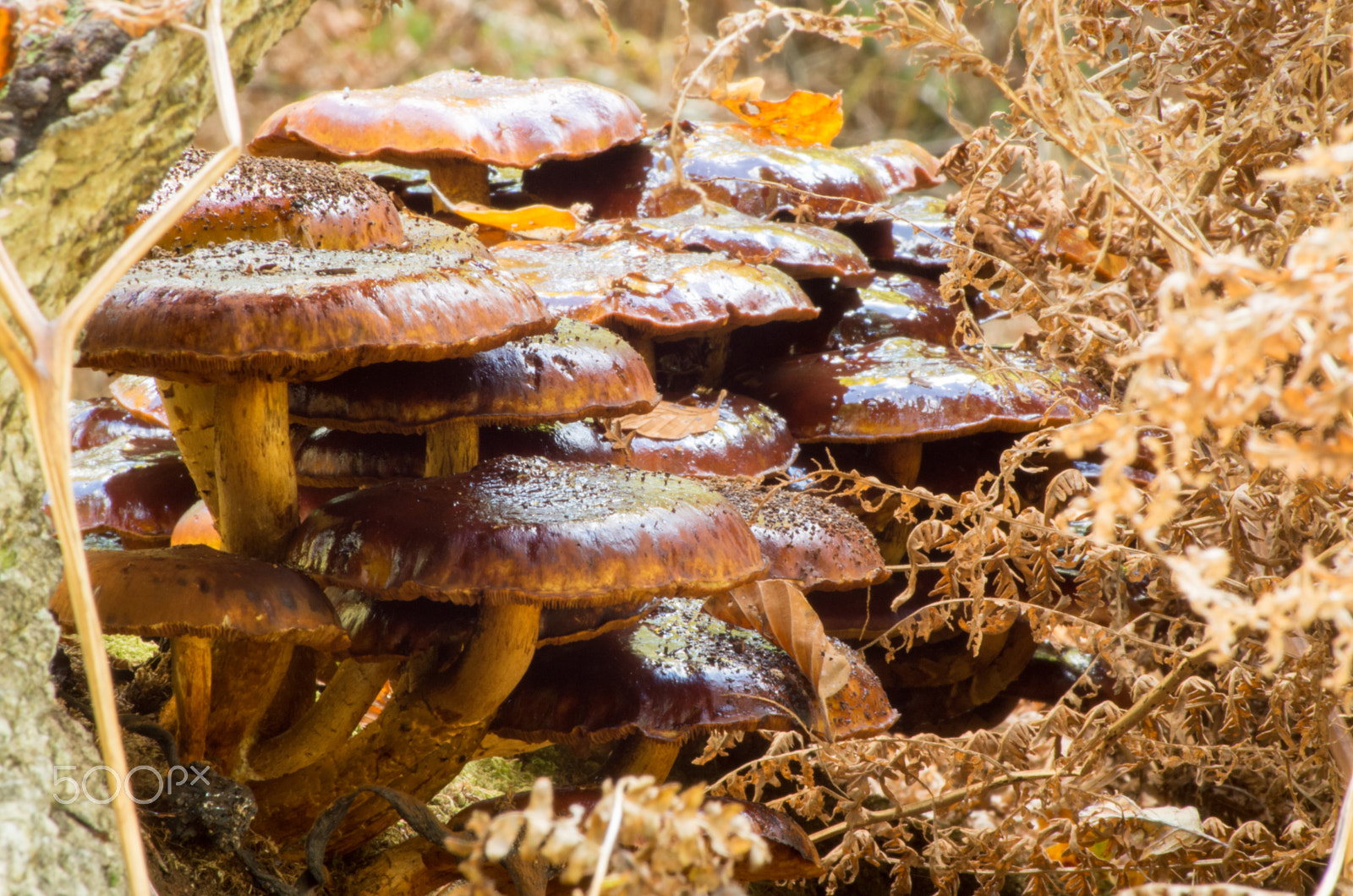 Pentax K-30 sample photo. New forest mushrooms photography