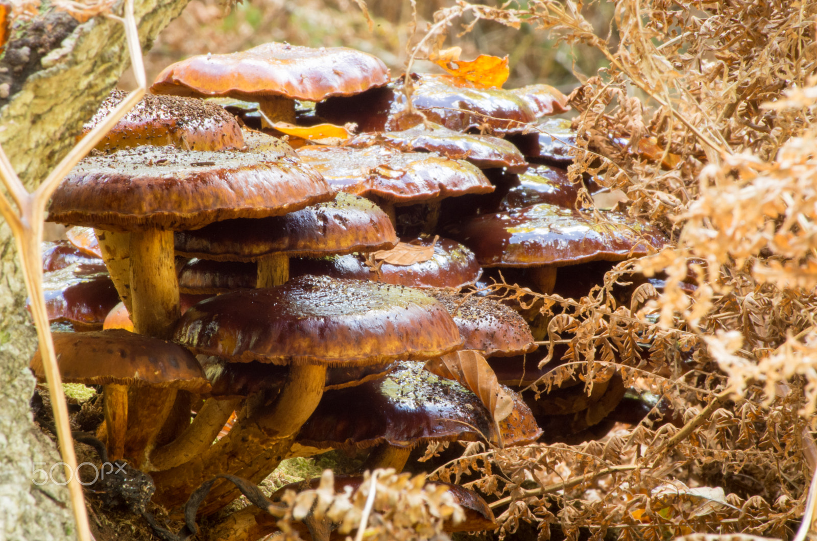 Tamron AF 70-300mm F4-5.6 Di LD Macro sample photo. New forest mushrooms photography