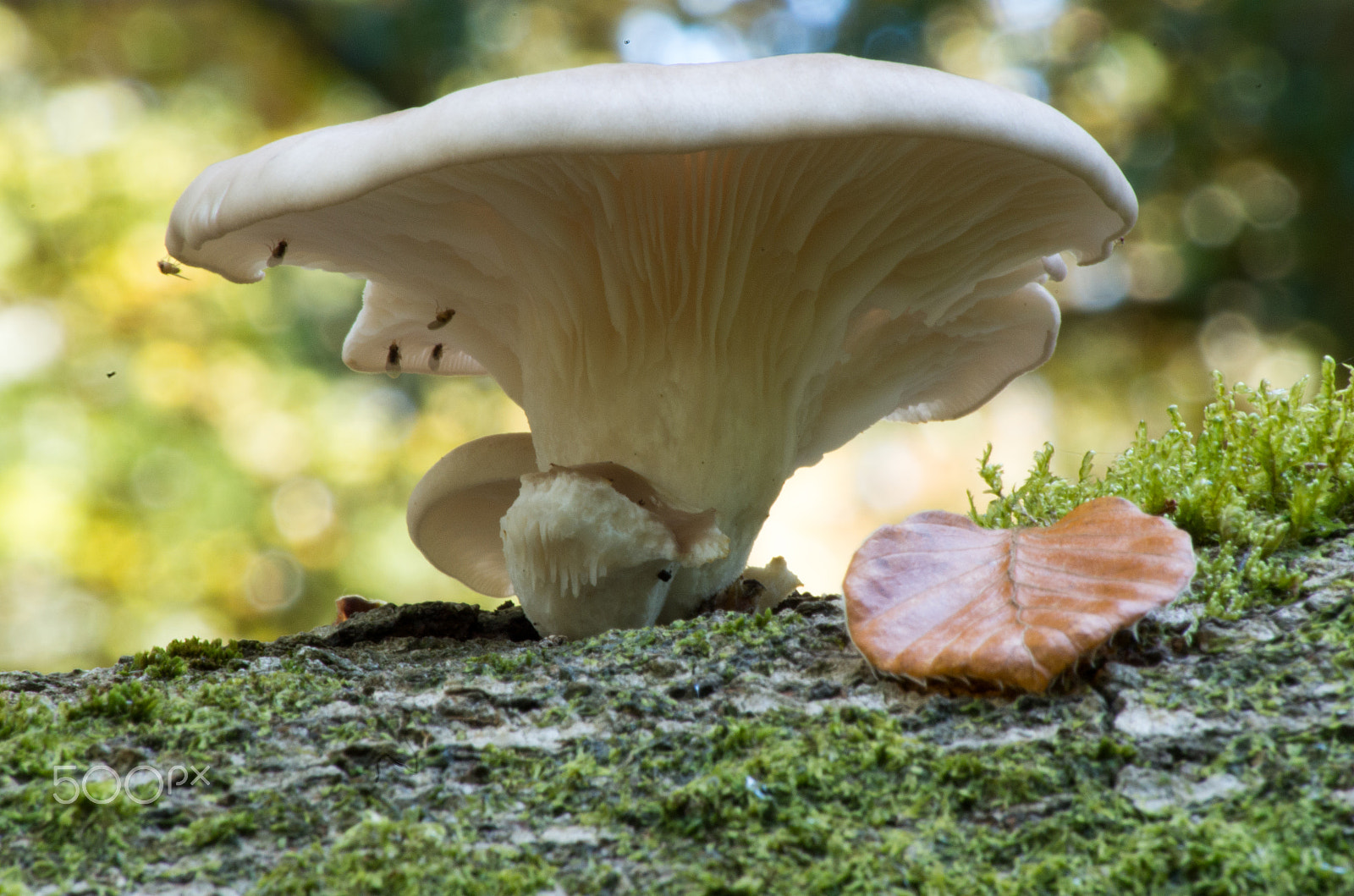 Tamron AF 70-300mm F4-5.6 Di LD Macro sample photo. New forest mushroom photography