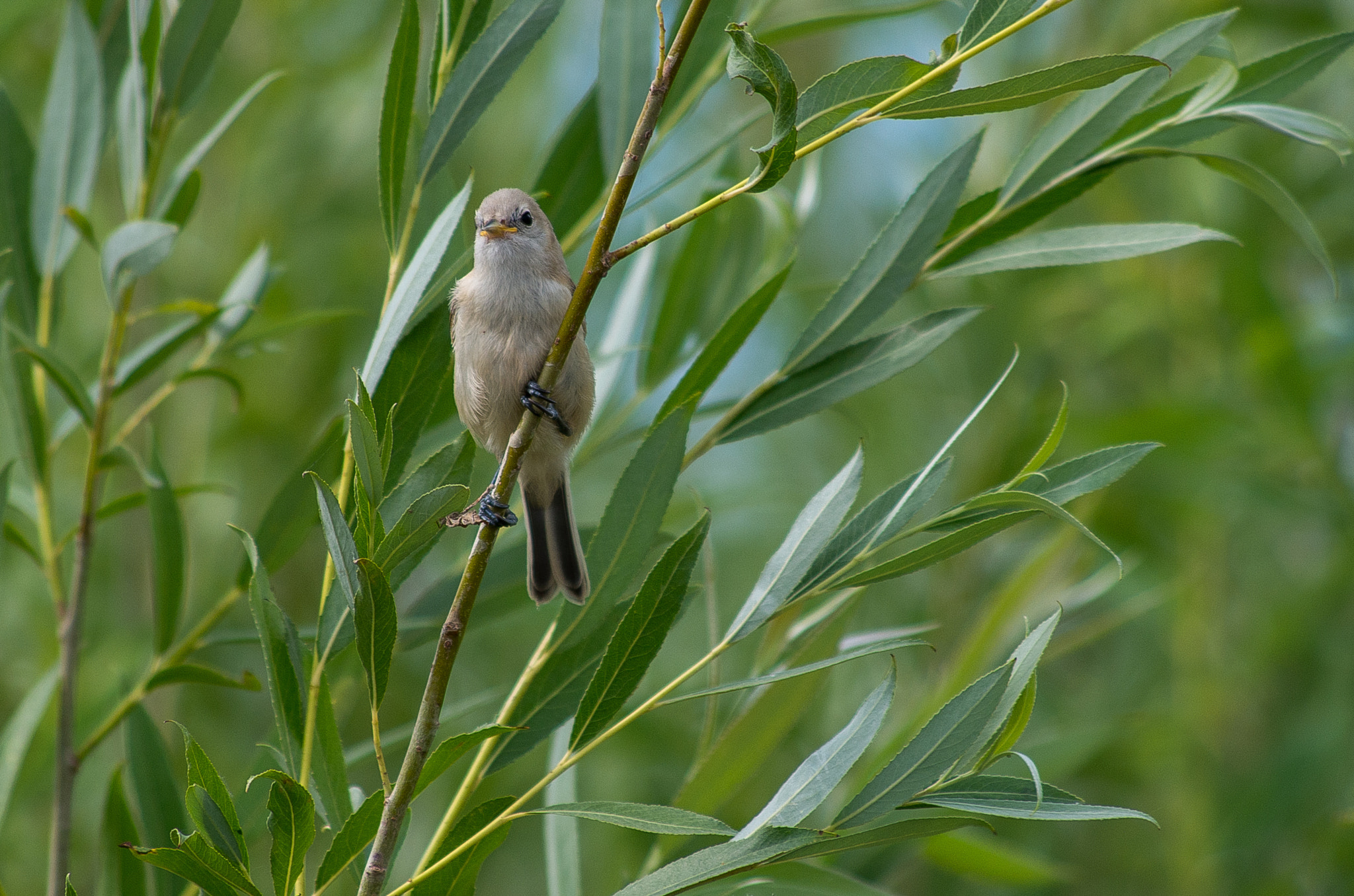 HD Pentax DA 55-300mm F4.0-5.8 ED WR sample photo. Young eurasian penduline tit // remiz pendulinus photography