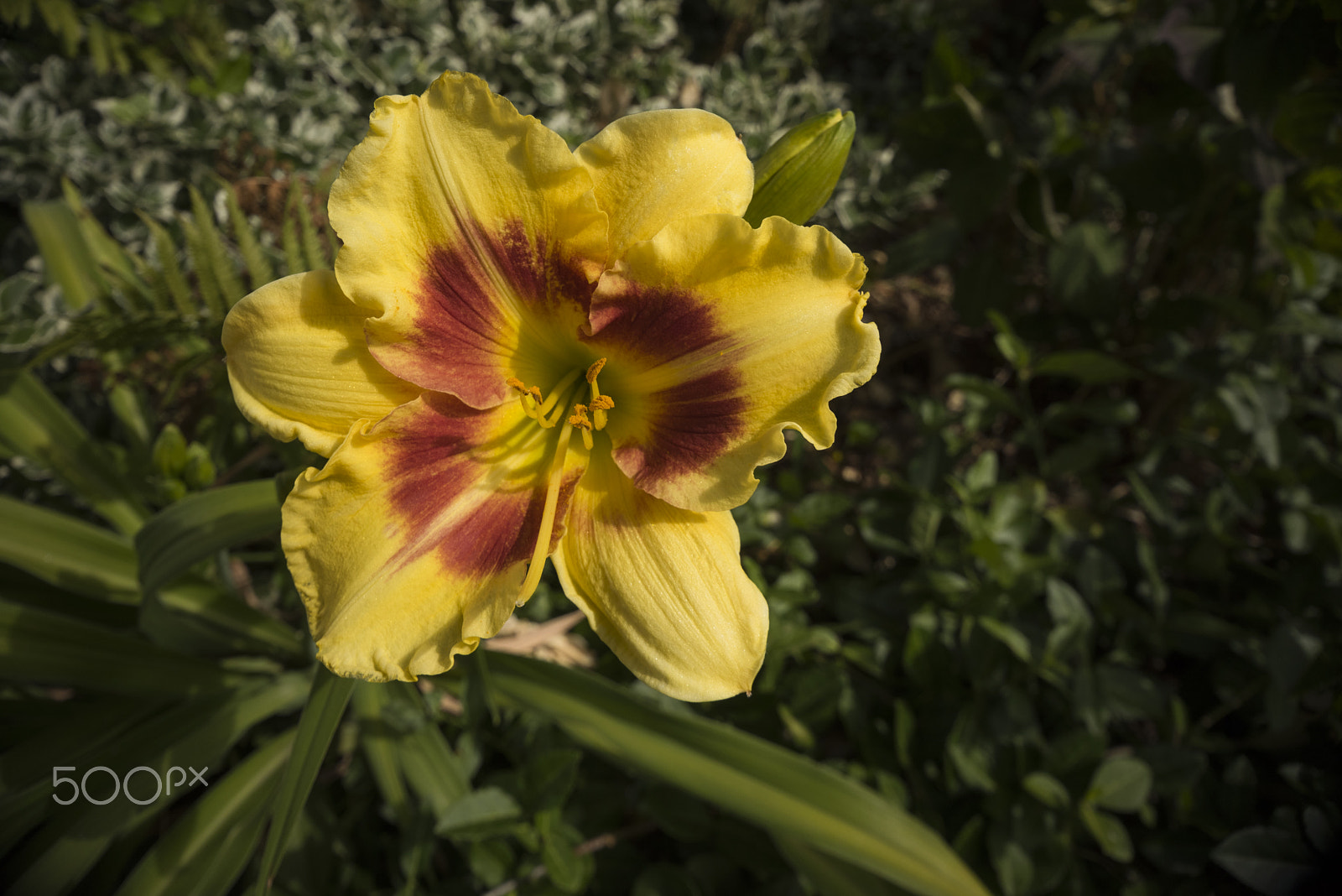 Sigma 10-20mm F4-5.6 EX DC HSM sample photo. Hemarocallis photography