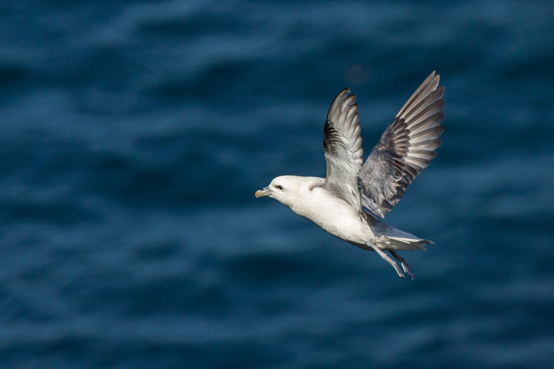 Canon EOS 50D + Canon EF 100-400mm F4.5-5.6L IS USM sample photo. Flying fulmar photography