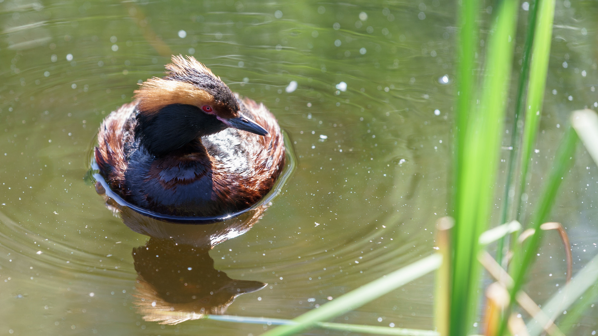 0mm F0 SAM sample photo. Horned grebe photography