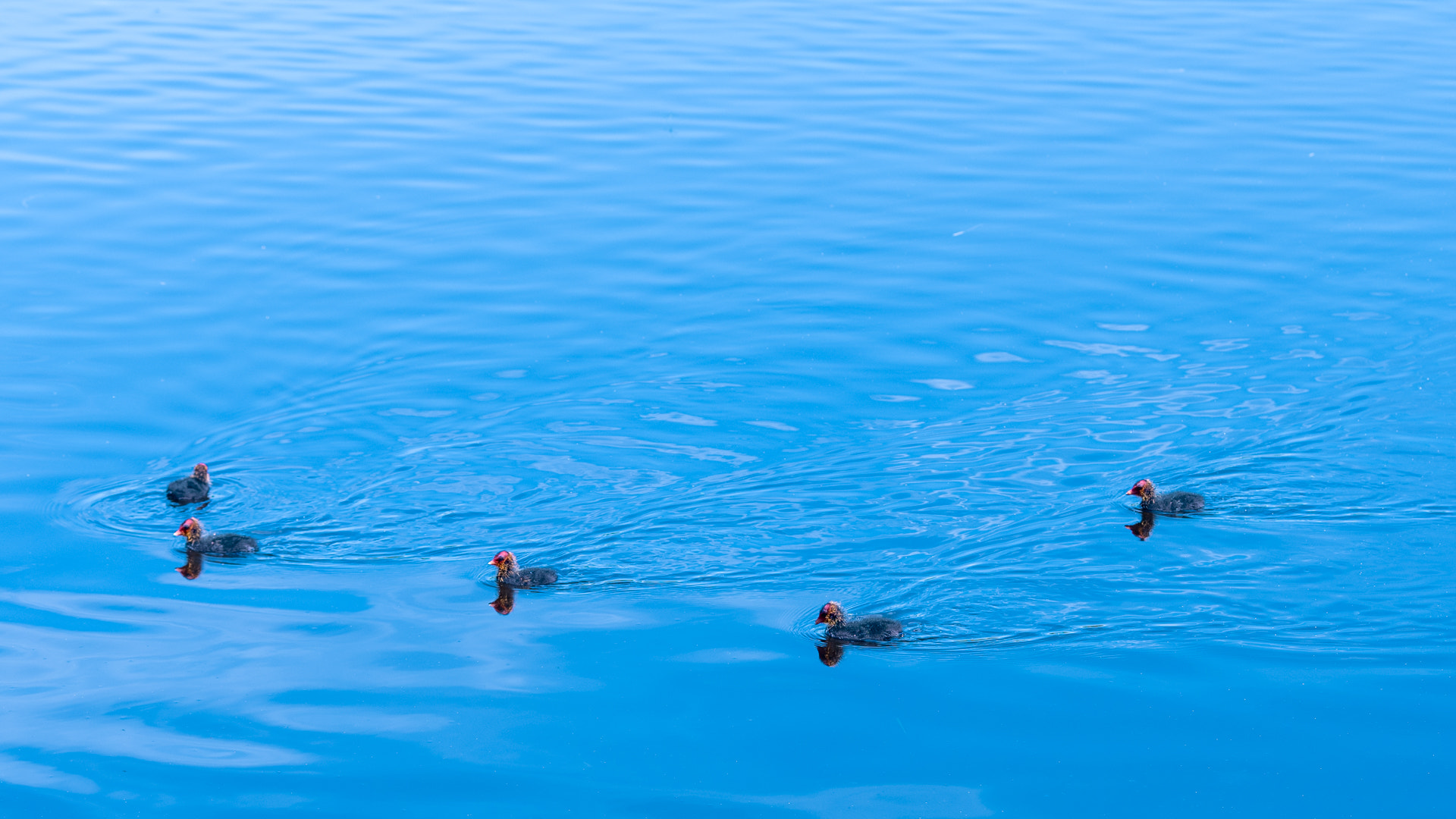 0mm F0 SAM sample photo. Coot kids photography