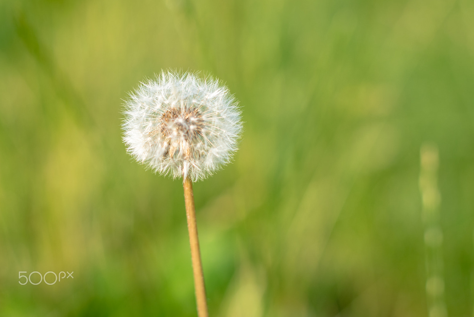 Nikon D5300 + Sigma 50mm F1.4 EX DG HSM sample photo. Dandelion in the summer light photography