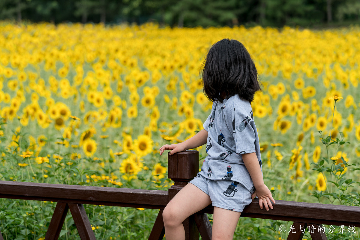 Sony a7R II + Canon EF 70-200mm F4L IS USM sample photo. Looking at the sunflower sea photography