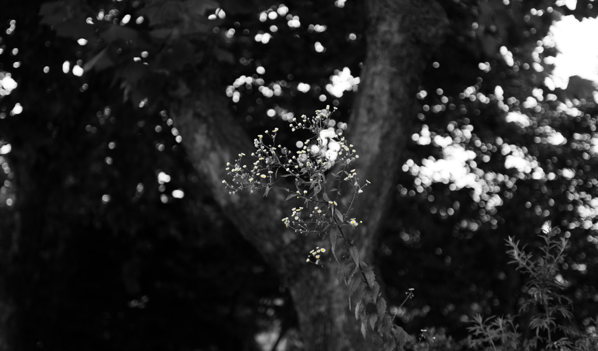 Nikon AF-S Nikkor 28-70mm F2.8 ED-IF sample photo. Light heaviness photography