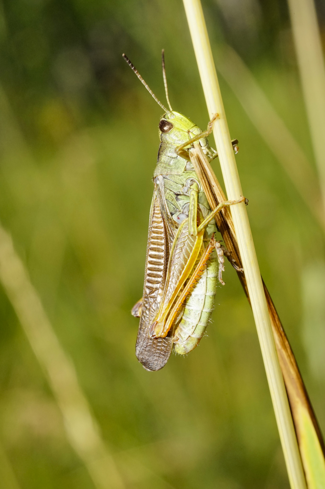 MACRO 50mm F2.8 sample photo. Grasshopper photography