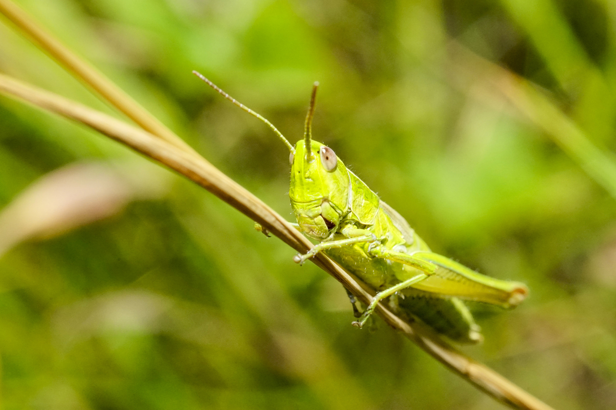 MACRO 50mm F2.8 sample photo. Grasshopper photography
