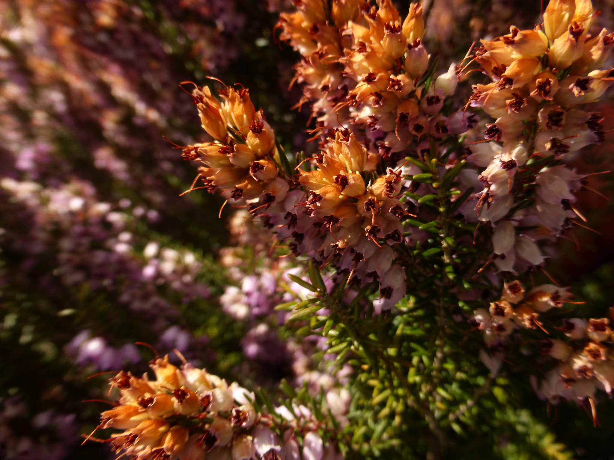 Panasonic DMC-TZ36 sample photo. Coastal rock plant photography