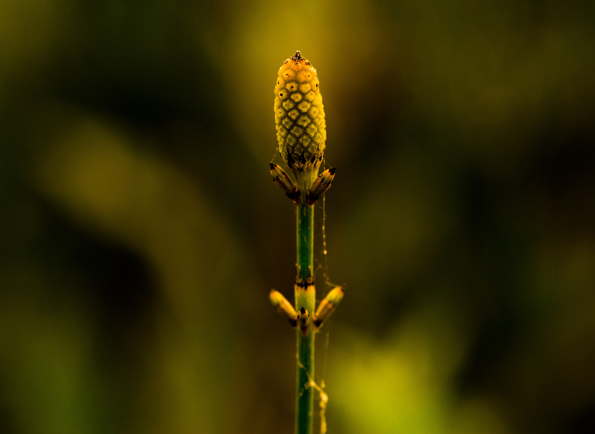 Nikon D800E sample photo. Coccon photography
