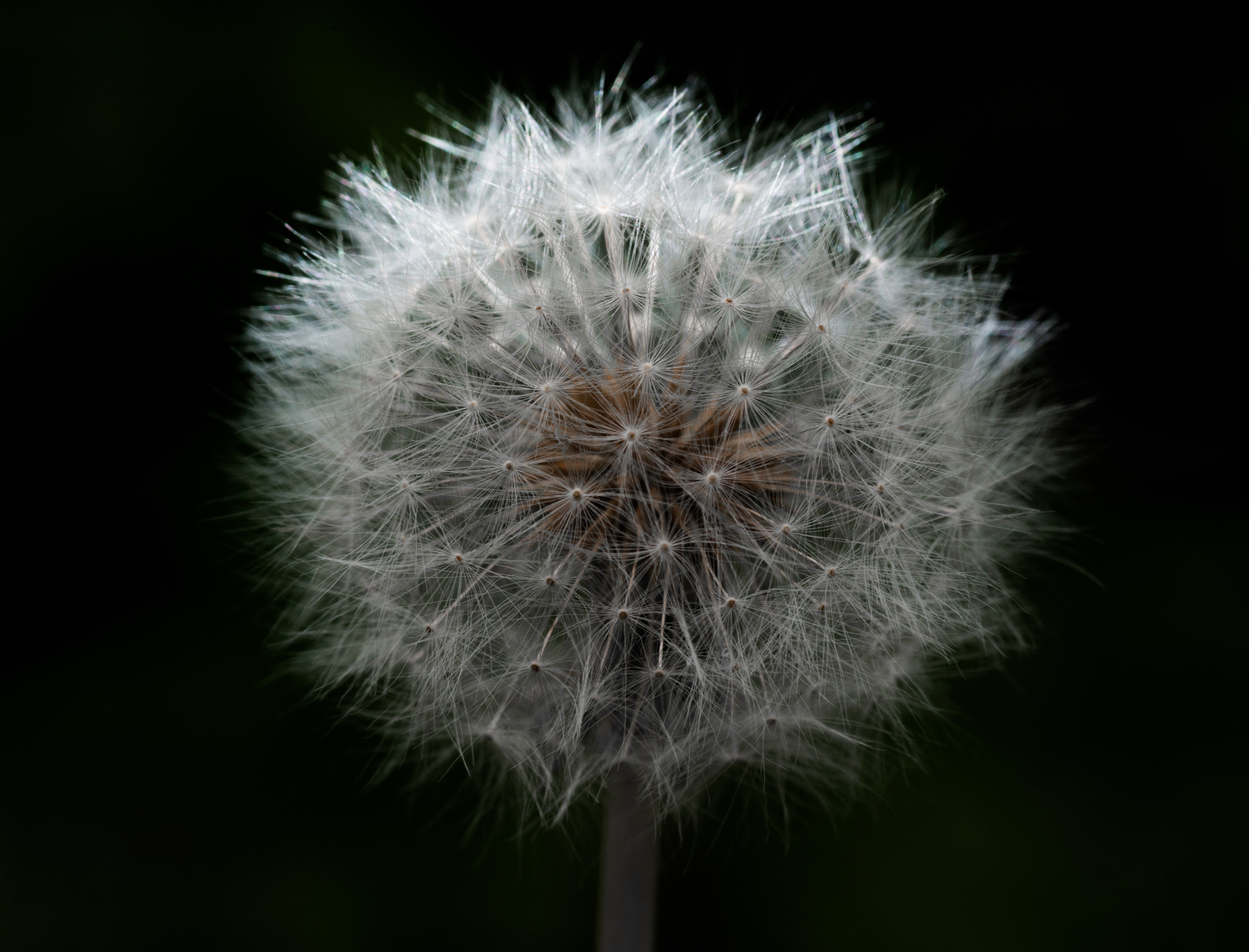 Nikon D800E sample photo. World of themselves photography