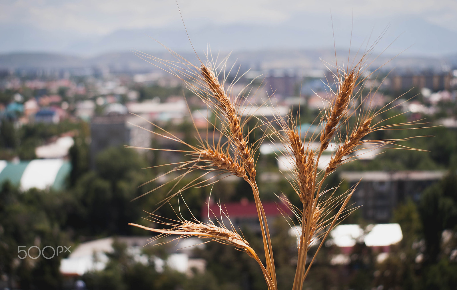 Sony Alpha DSLR-A200 sample photo. Summer photography