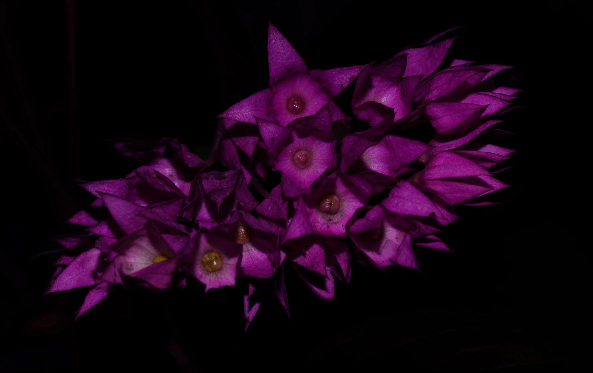 Nikon D800E sample photo. Blossom photography