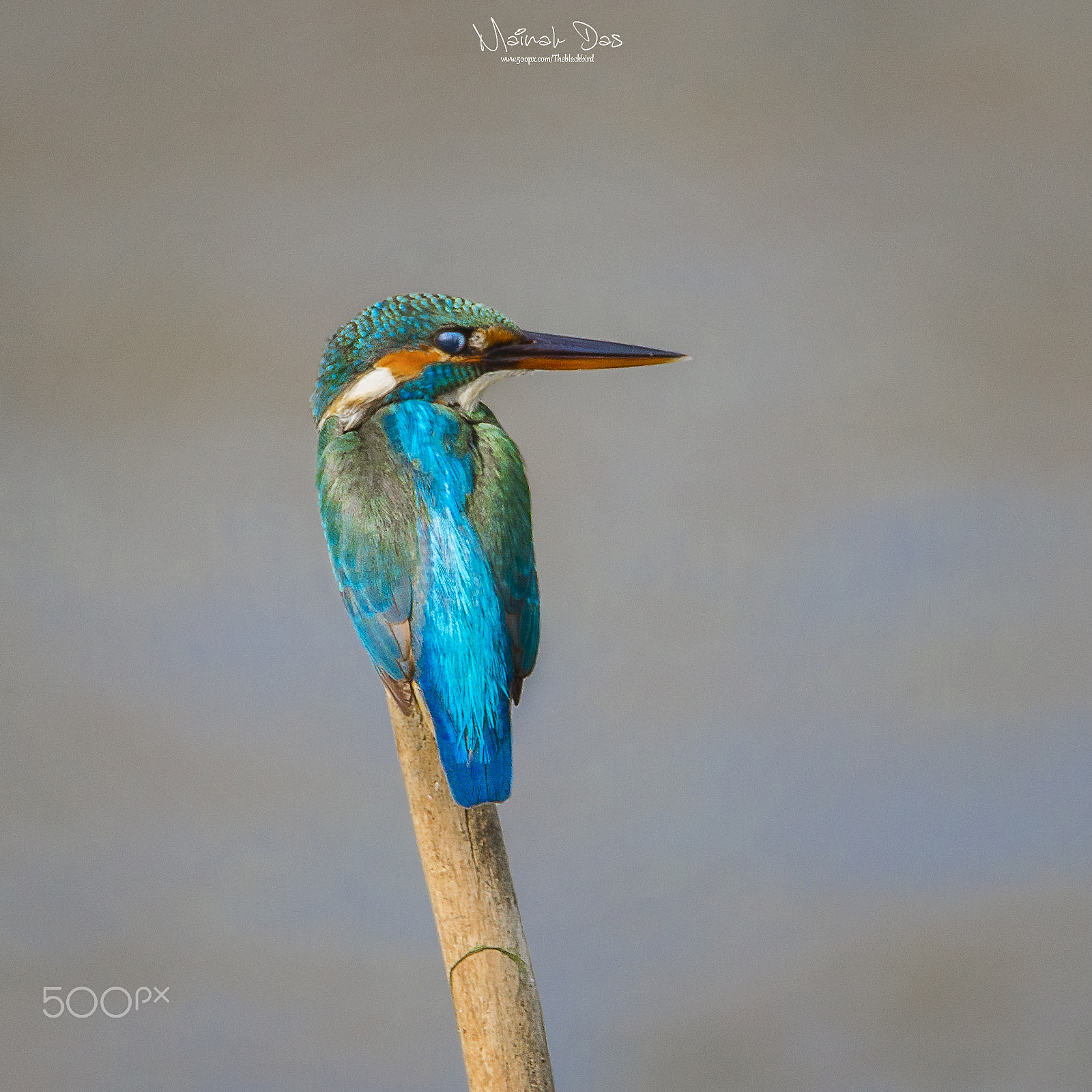 Nikon D5100 + Tamron SP 150-600mm F5-6.3 Di VC USD sample photo. Common kingfisher photography