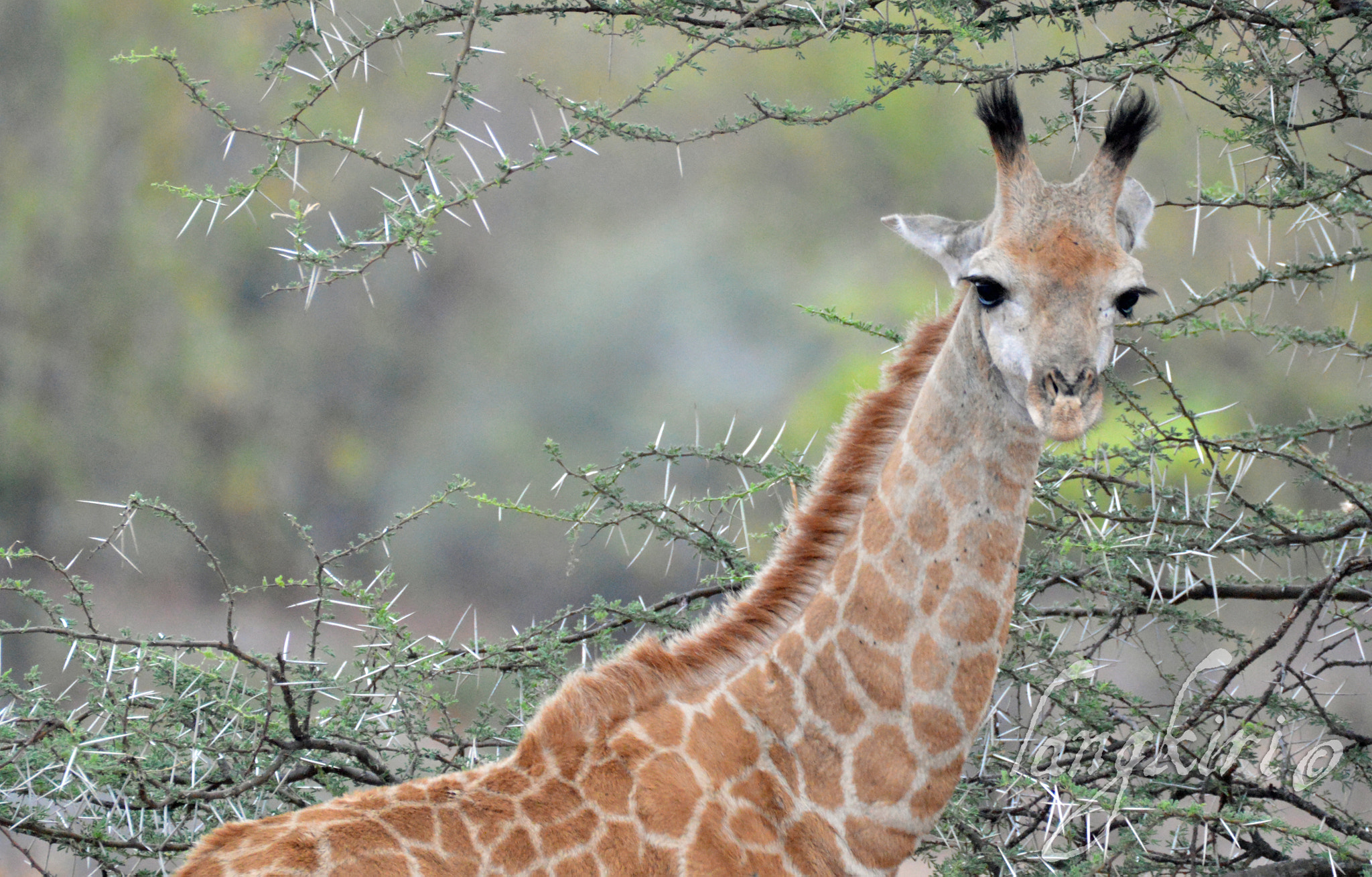 Sigma 150-600mm F5-6.3 DG OS HSM | C sample photo. Baby eyes photography