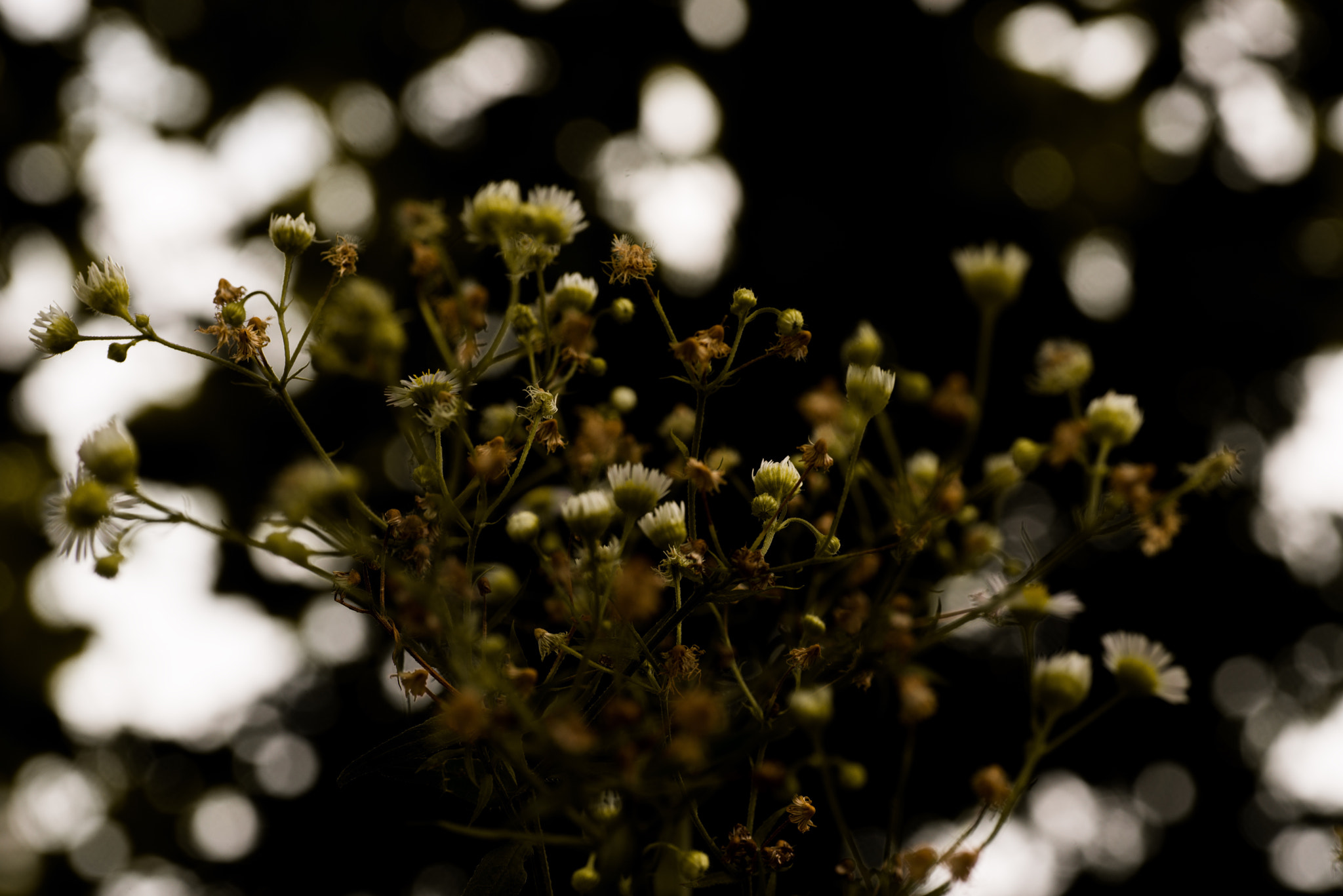 Nikon D800E sample photo. Chandelier photography