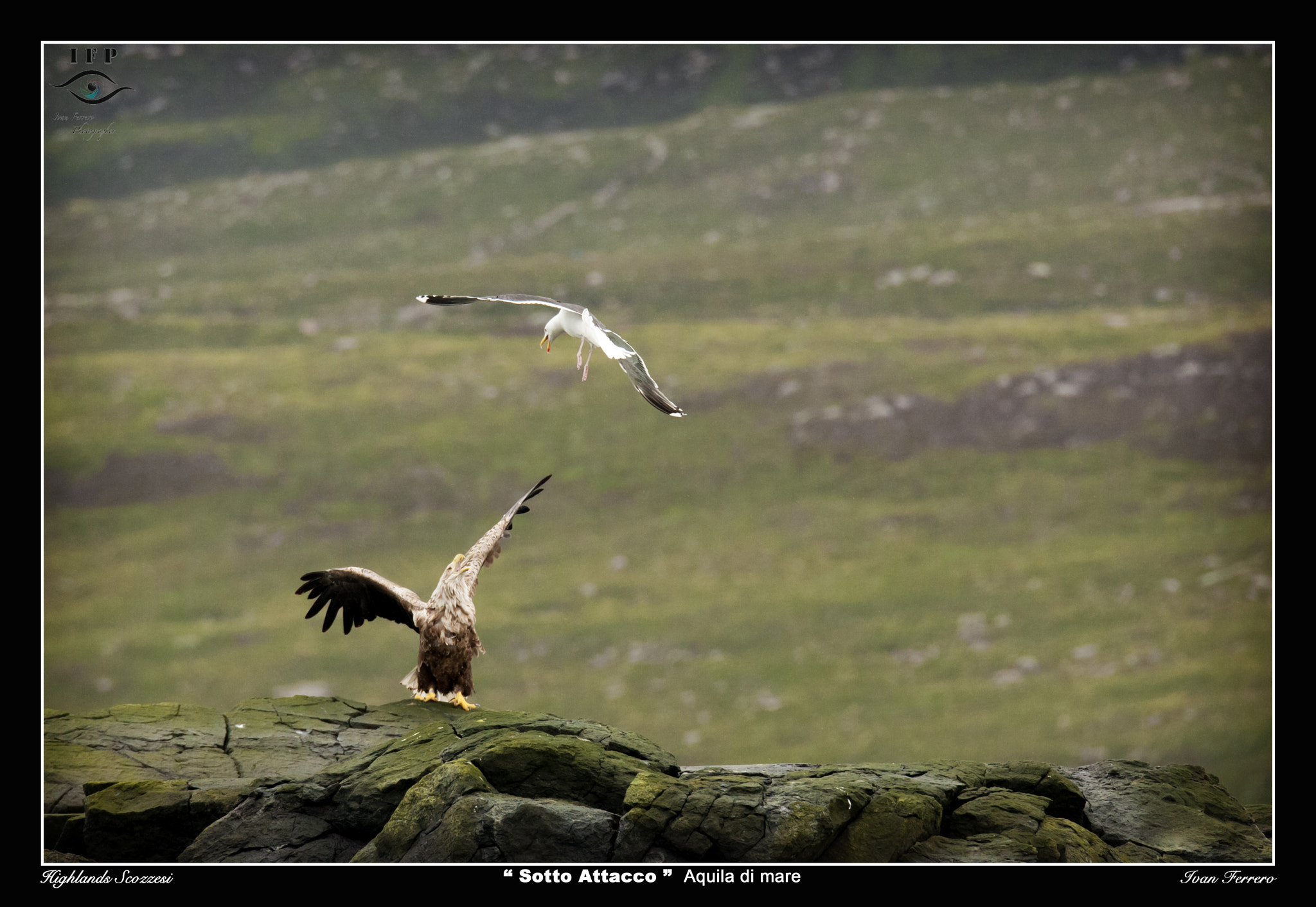 Sigma 150-600mm F5-6.3 DG OS HSM | S sample photo. Sotto attacco photography