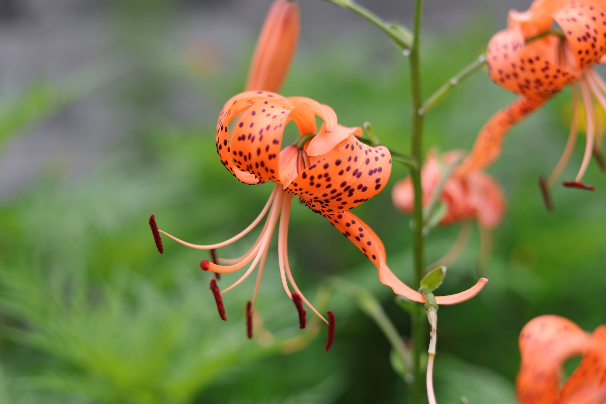 Canon EOS-1D X Mark II sample photo. Tiger lily photography