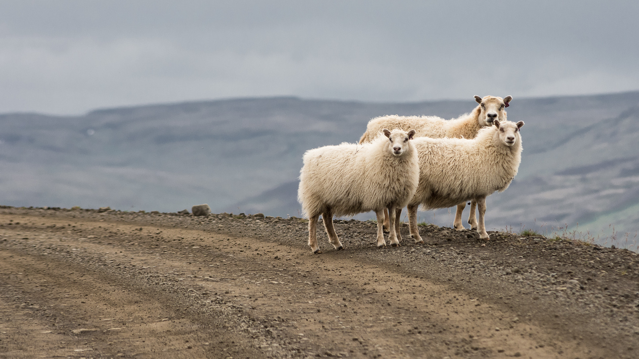 AF Zoom-Nikkor 80-200mm f/2.8 ED sample photo. Icelandic sheep photography