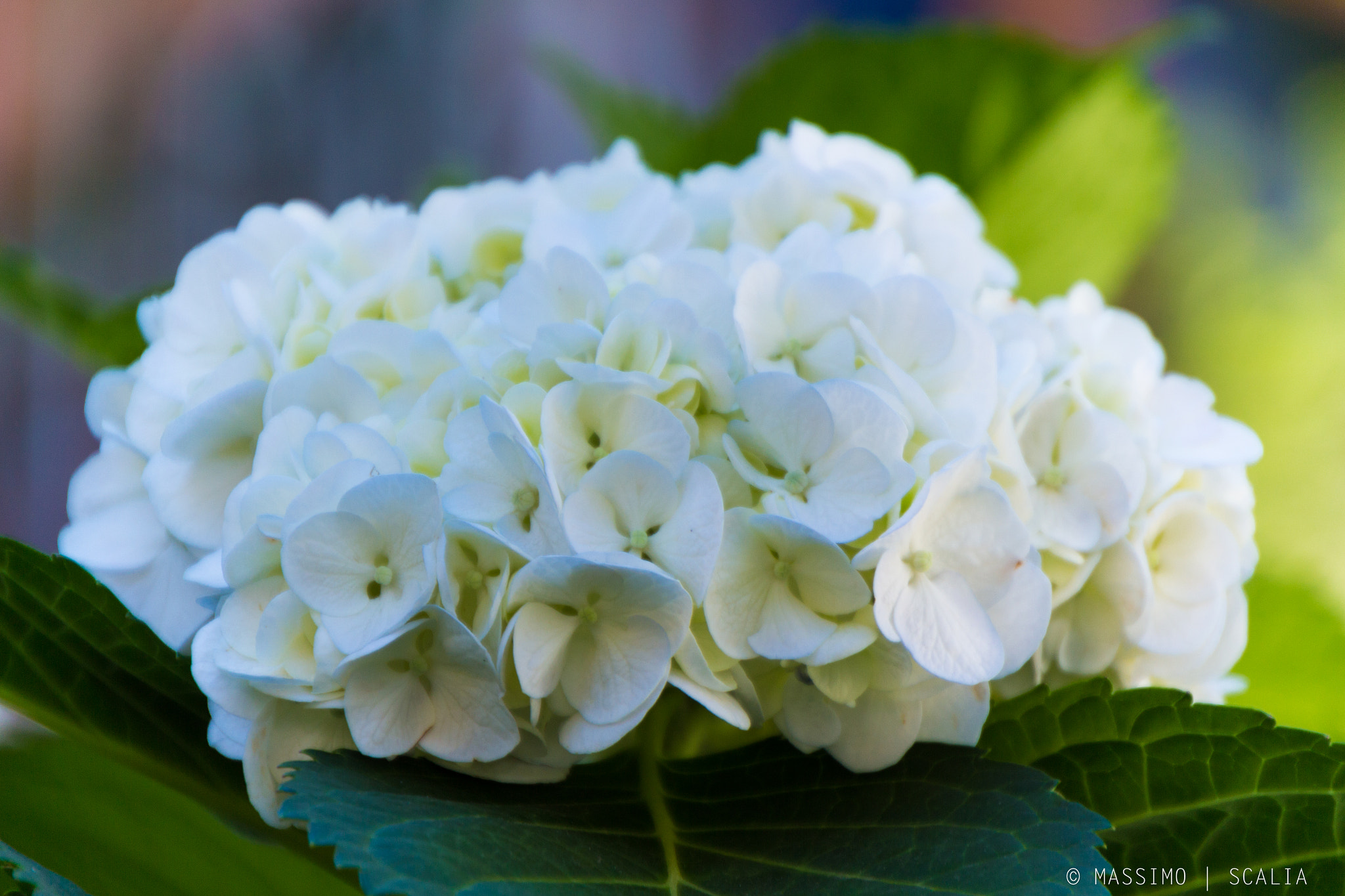 Canon EOS 650D (EOS Rebel T4i / EOS Kiss X6i) sample photo. White love photography