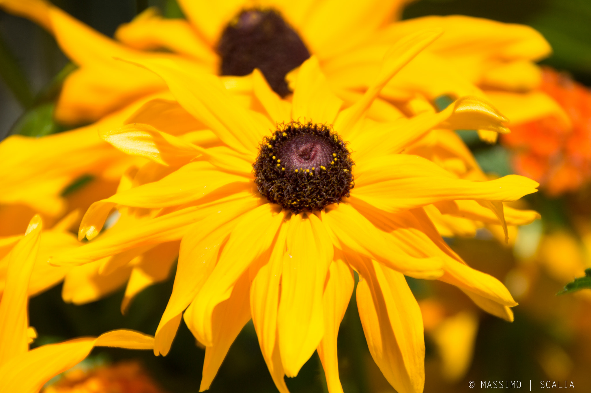 Canon EOS 650D (EOS Rebel T4i / EOS Kiss X6i) sample photo. Yellow flower photography