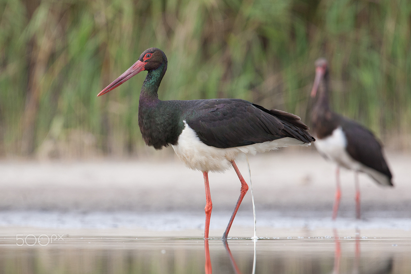 Canon EOS 5D + Canon EF 300mm F2.8L IS USM sample photo. Black storks photography