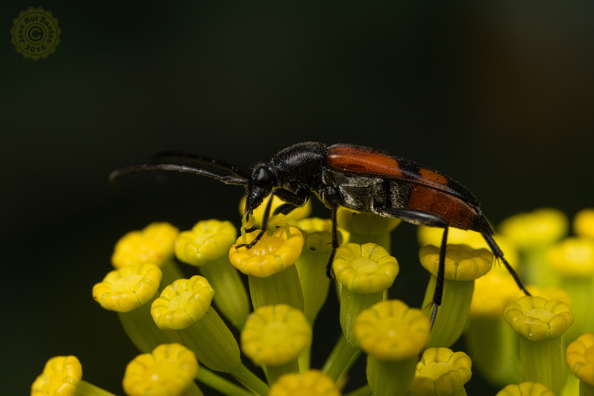 Canon MP-E 65mm F2.5 1-5x Macro Photo sample photo. An anthocomus beetle feeding photography