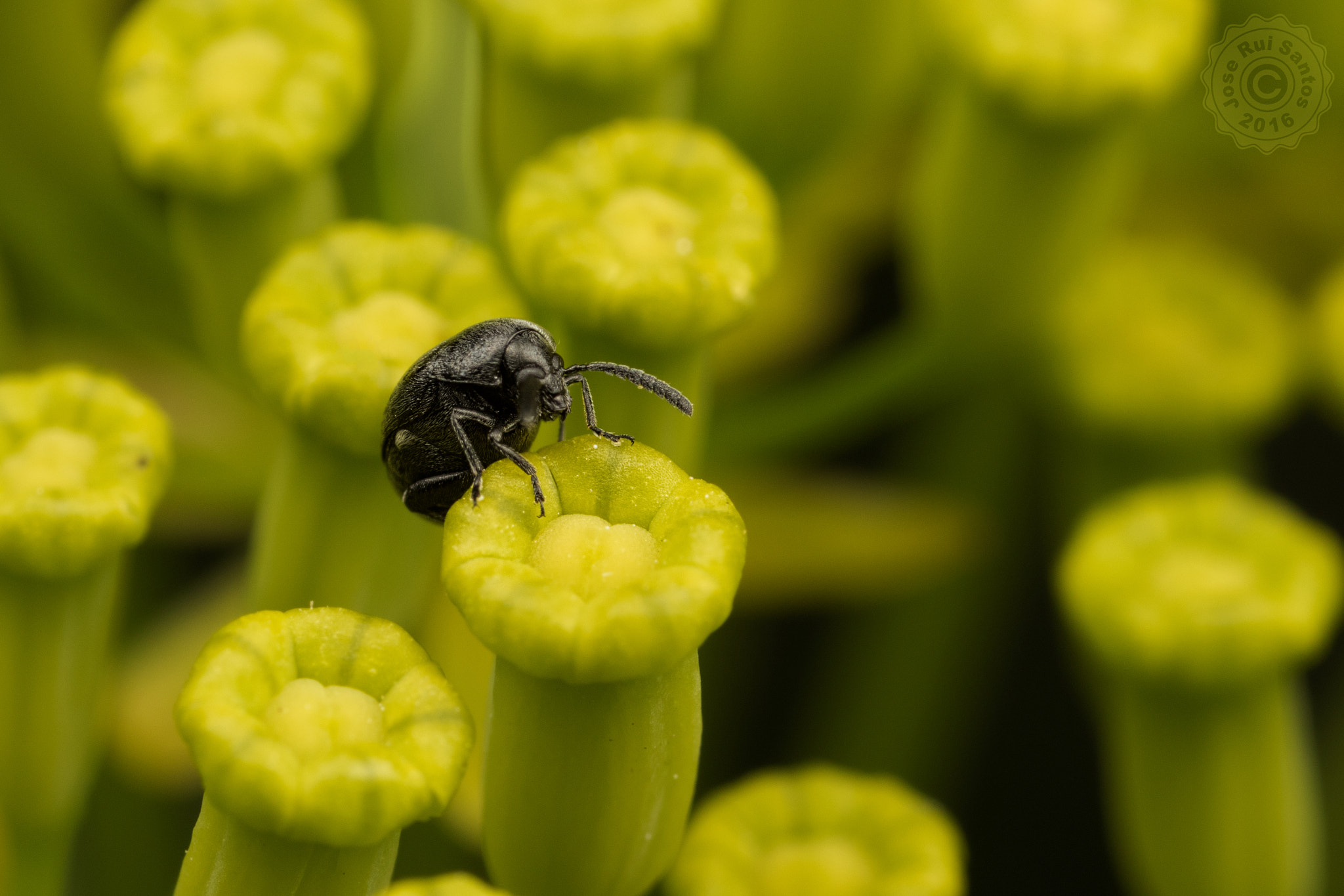 Canon MP-E 65mm F2.5 1-5x Macro Photo sample photo. Tiny black flea beetle photography
