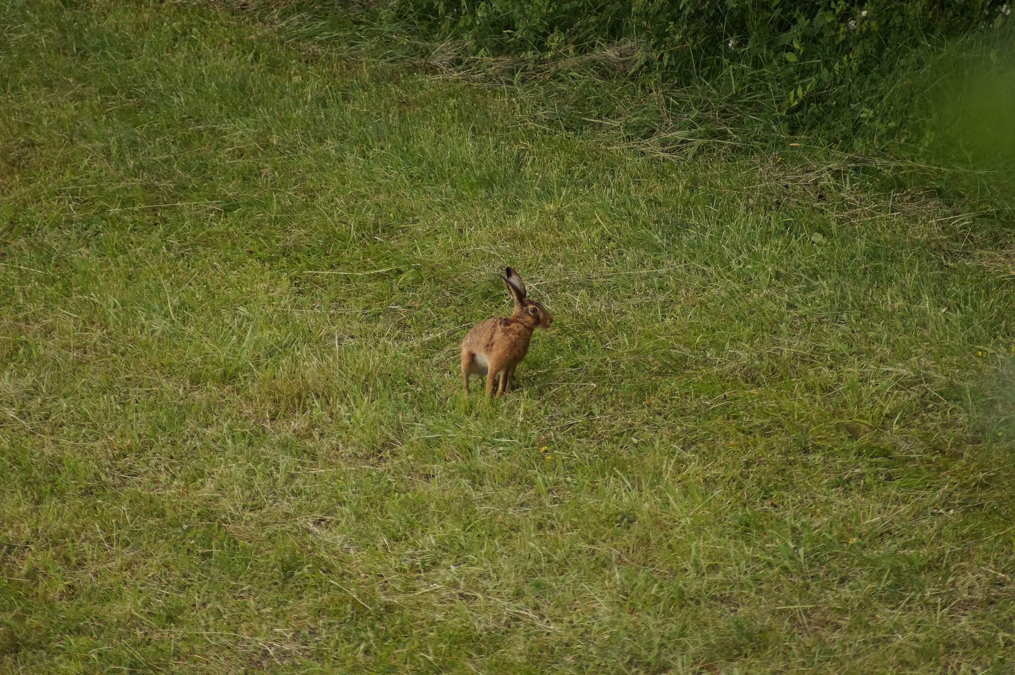 Sony 75-300mm F4.5-5.6 sample photo. Mars photography
