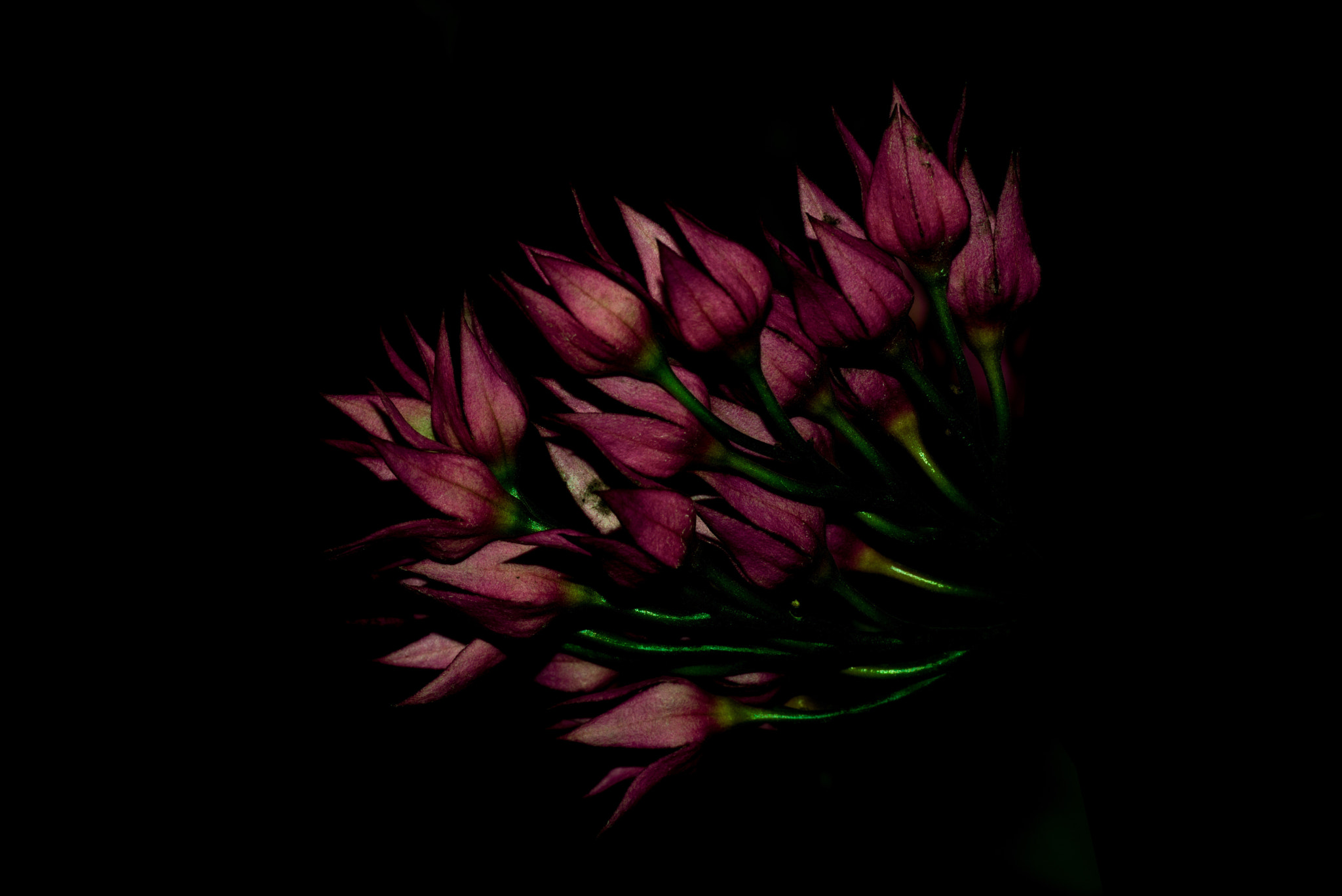 Nikon D800E sample photo. Still life photography