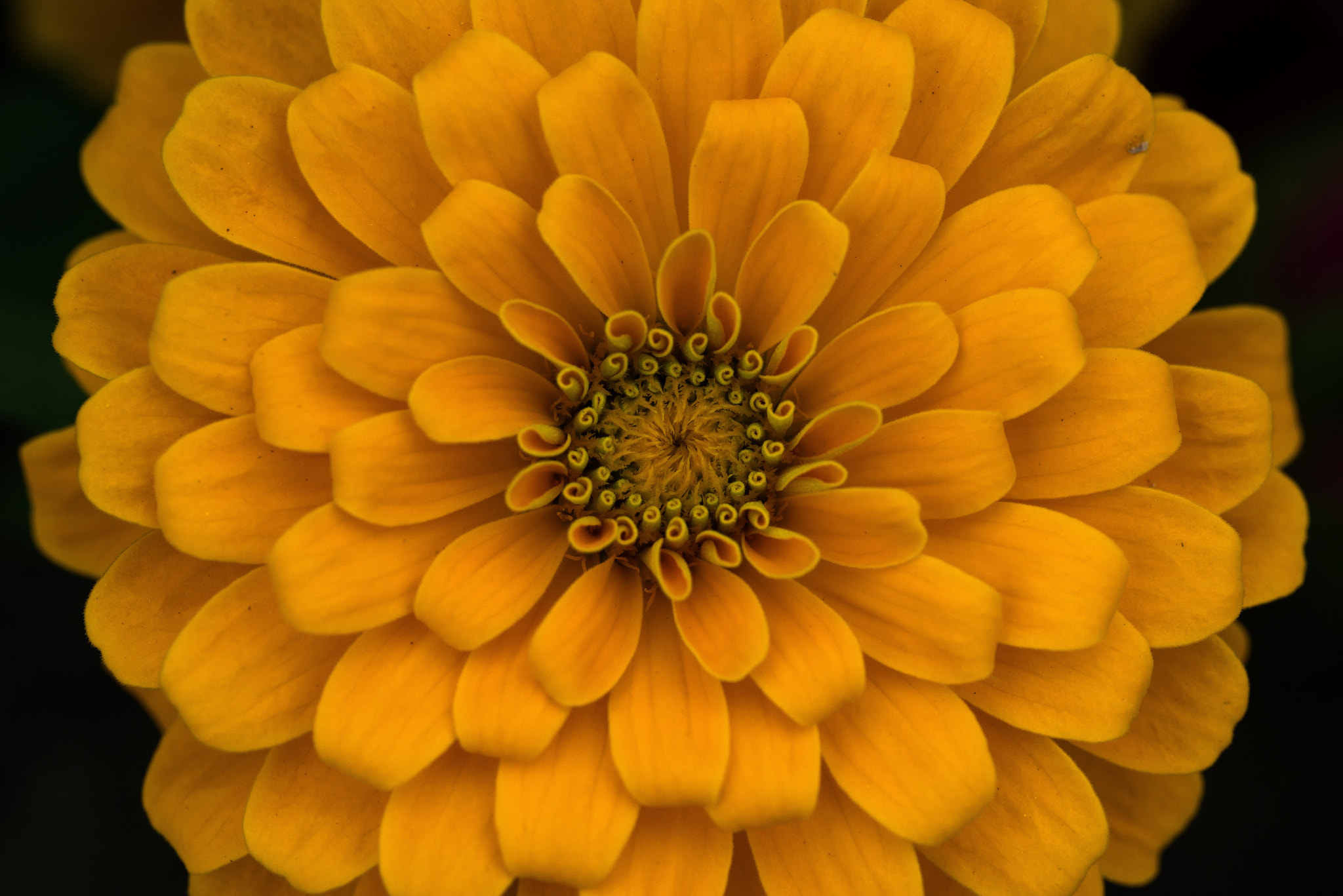 Nikon D800E sample photo. Pattern photography