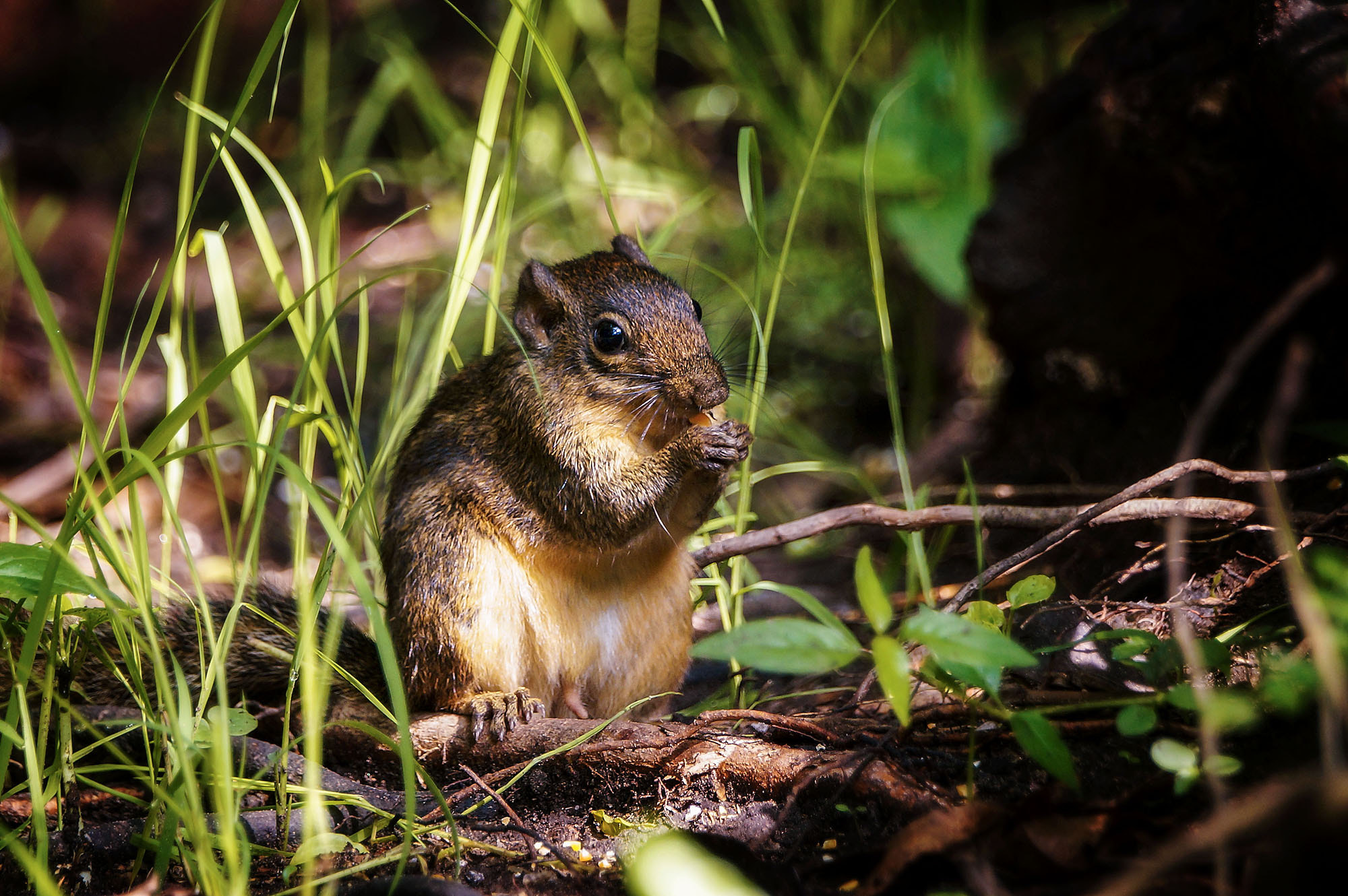 Sony SLT-A57 + Sony 70-400mm F4-5.6 G SSM sample photo. Berdmore's ground squirrel photography