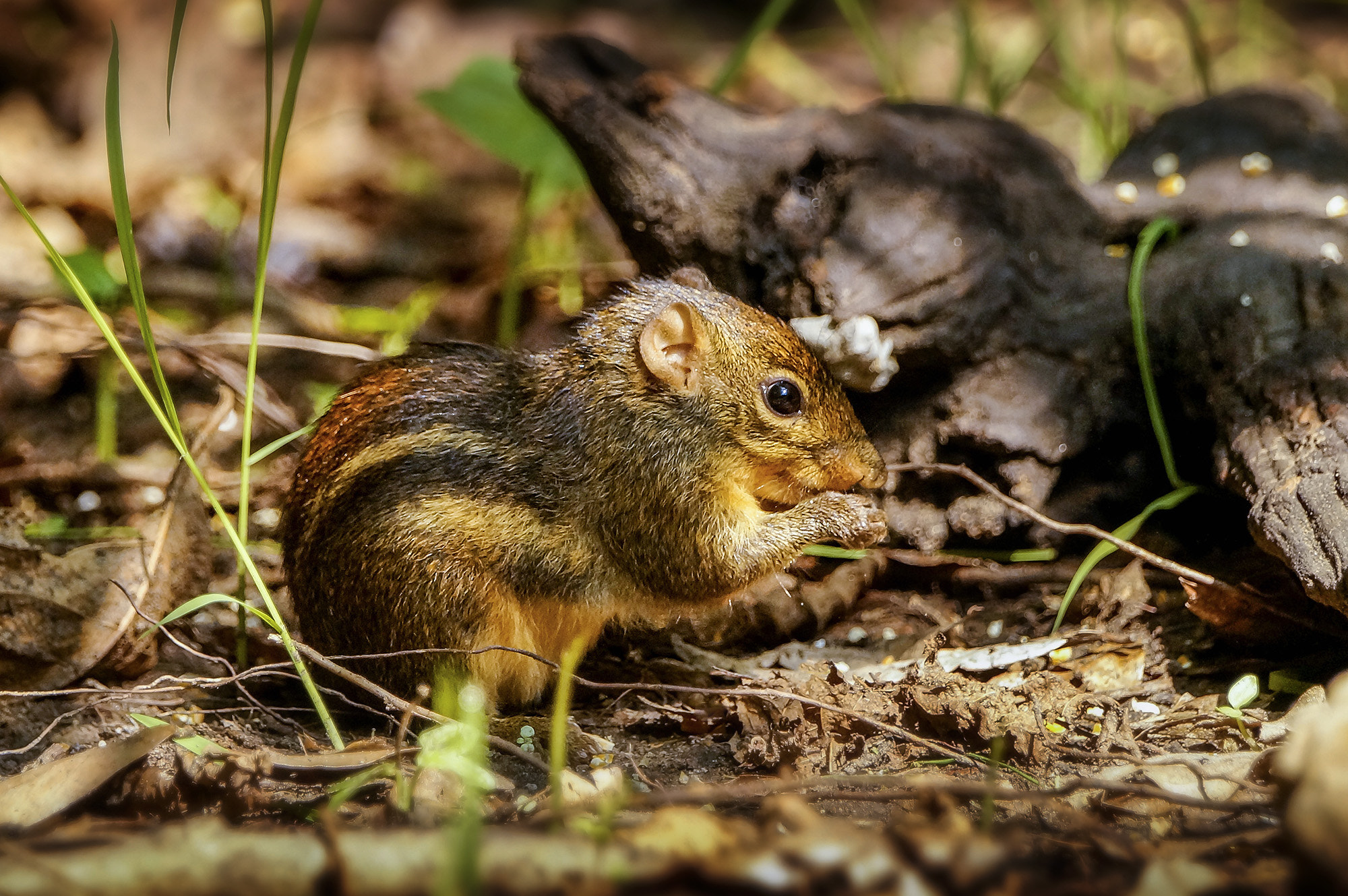 Sony SLT-A57 + Sony 70-400mm F4-5.6 G SSM sample photo. Berdmore's ground squirrel photography