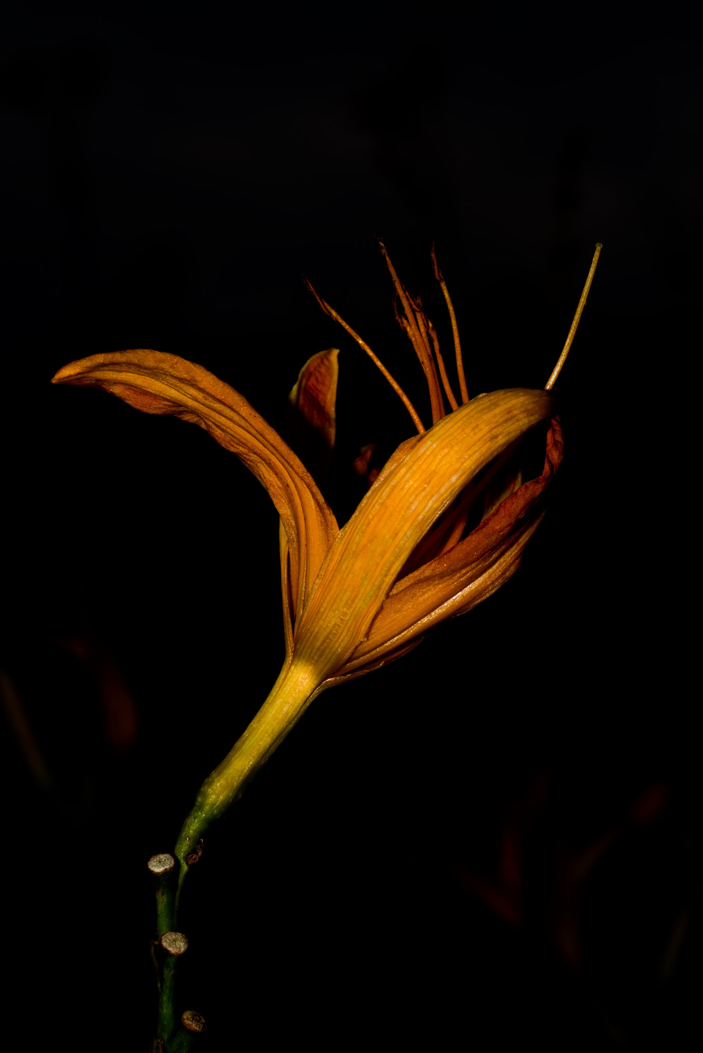 Nikon D800E sample photo. Blossom photography