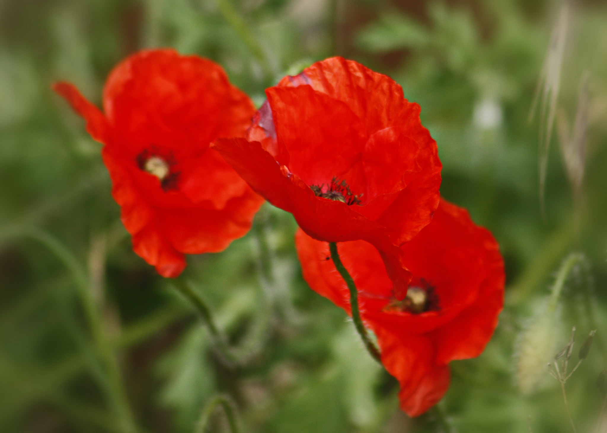 Canon EF 75-300mm F4.0-5.6 IS USM sample photo. Poppies photography
