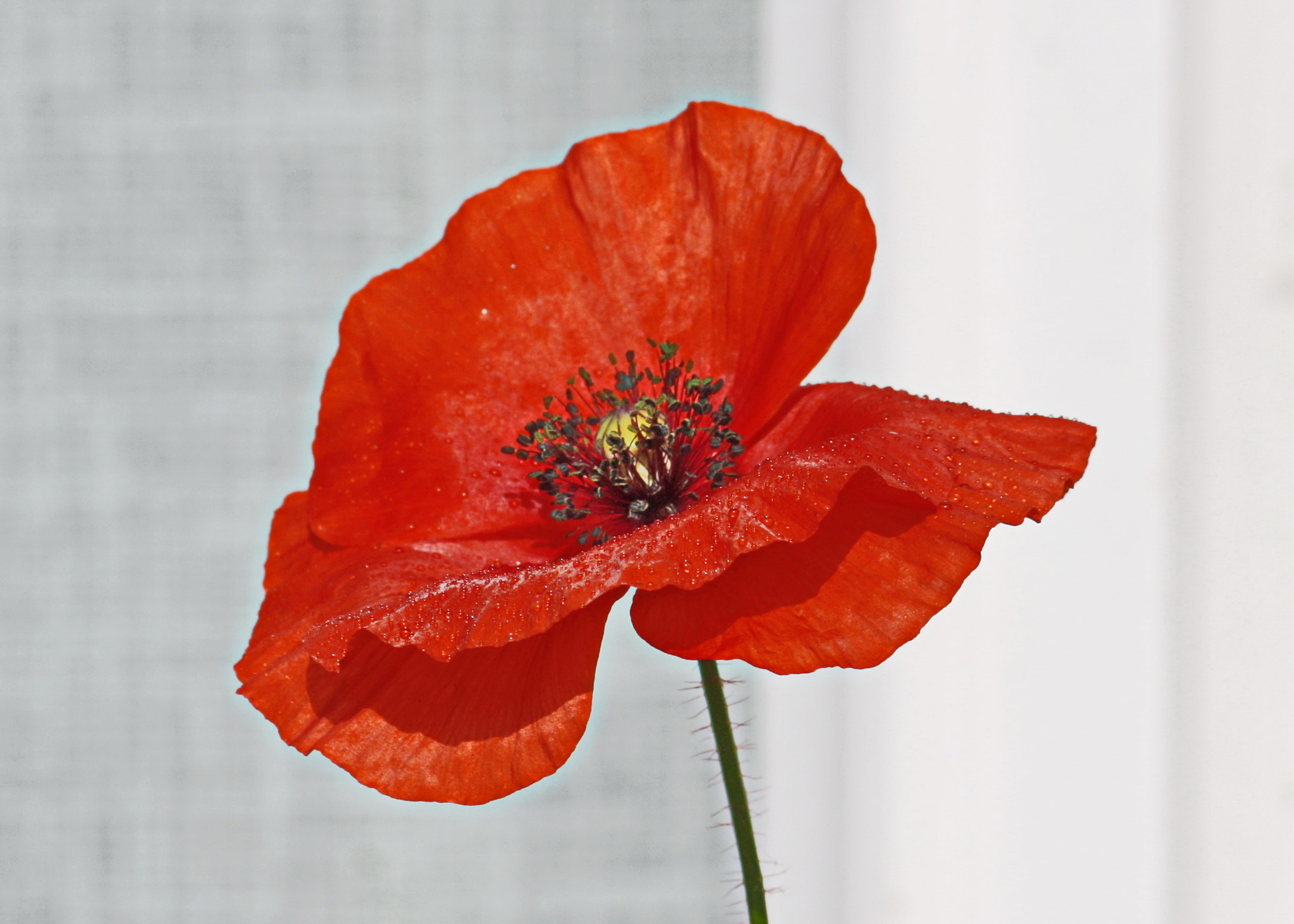 Canon EF 75-300mm F4.0-5.6 IS USM sample photo. Poppy photography