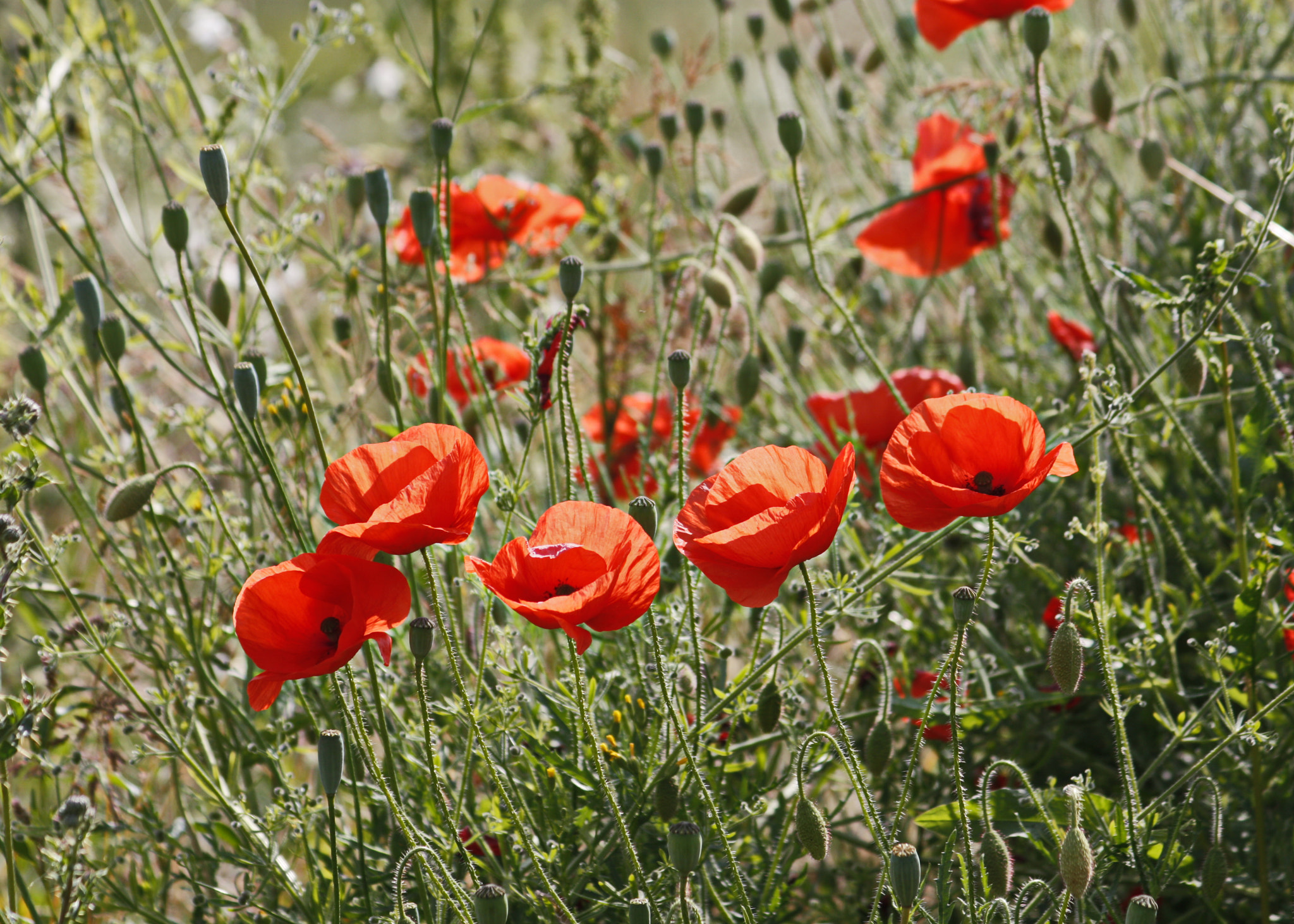 Canon EF 75-300mm F4.0-5.6 IS USM sample photo. Poppy field photography