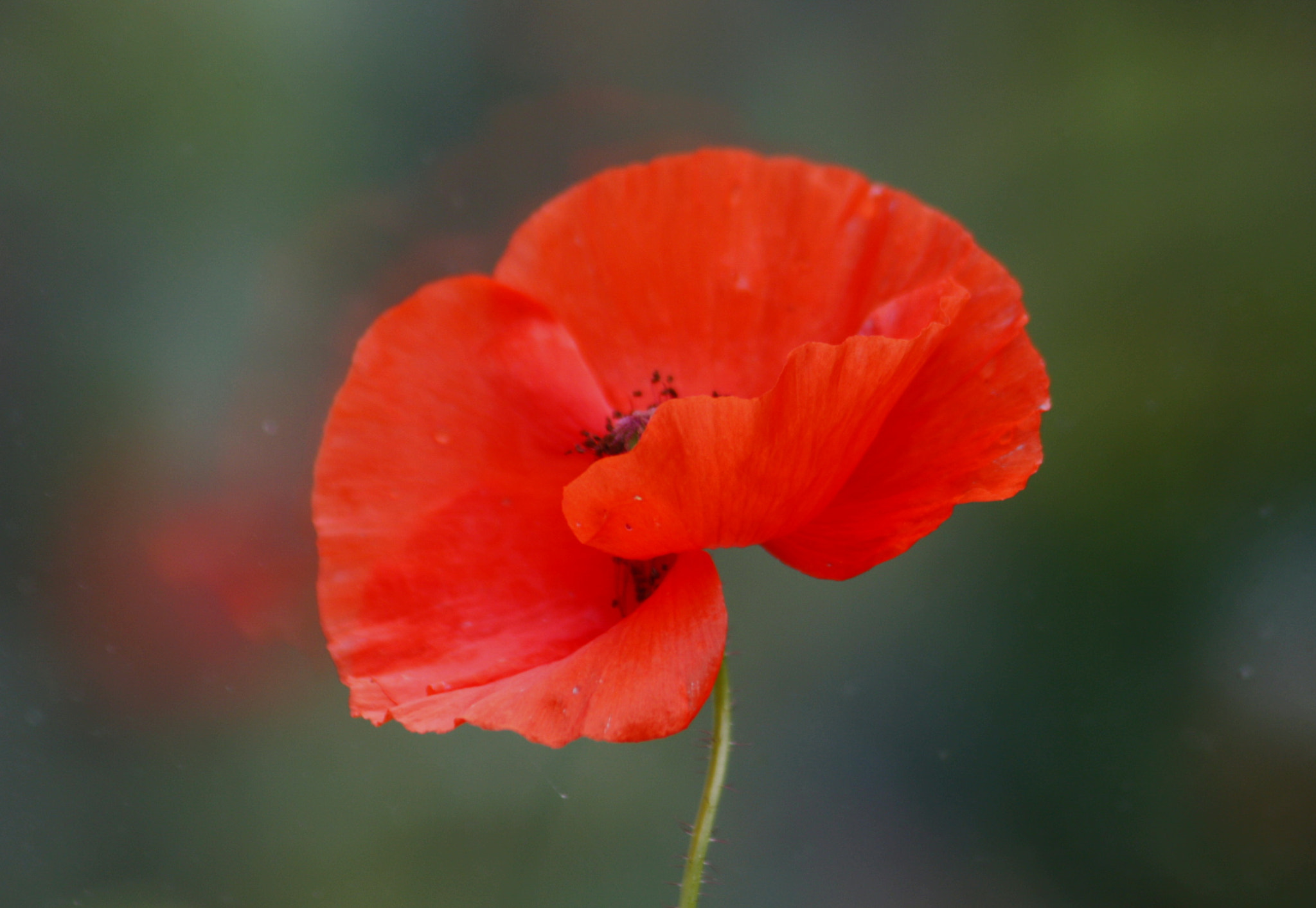 Canon EF 75-300mm F4.0-5.6 IS USM sample photo. Poppy photography