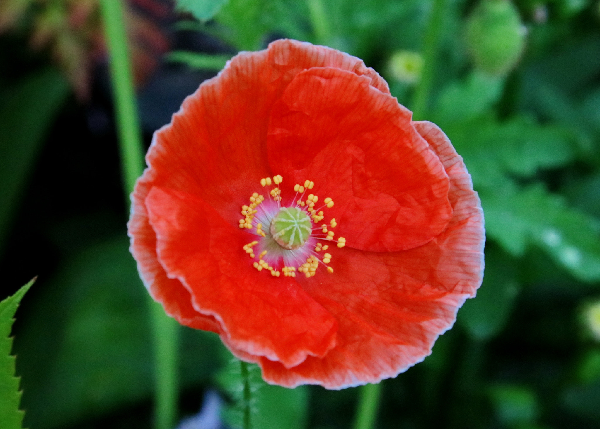 Canon EOS 750D (EOS Rebel T6i / EOS Kiss X8i) + Canon EF-S 18-55mm F3.5-5.6 IS sample photo. Poppy photography